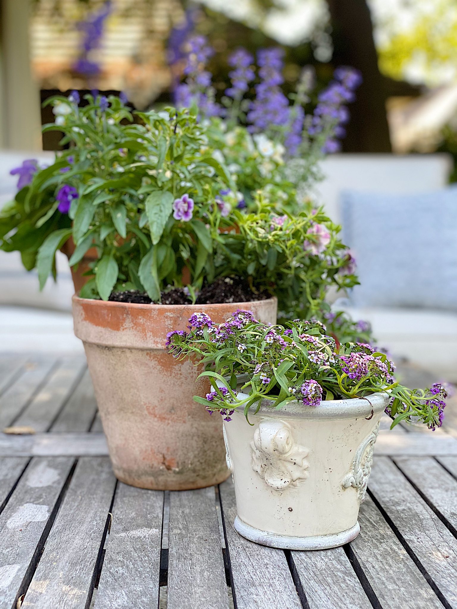 Potting Bench Plants