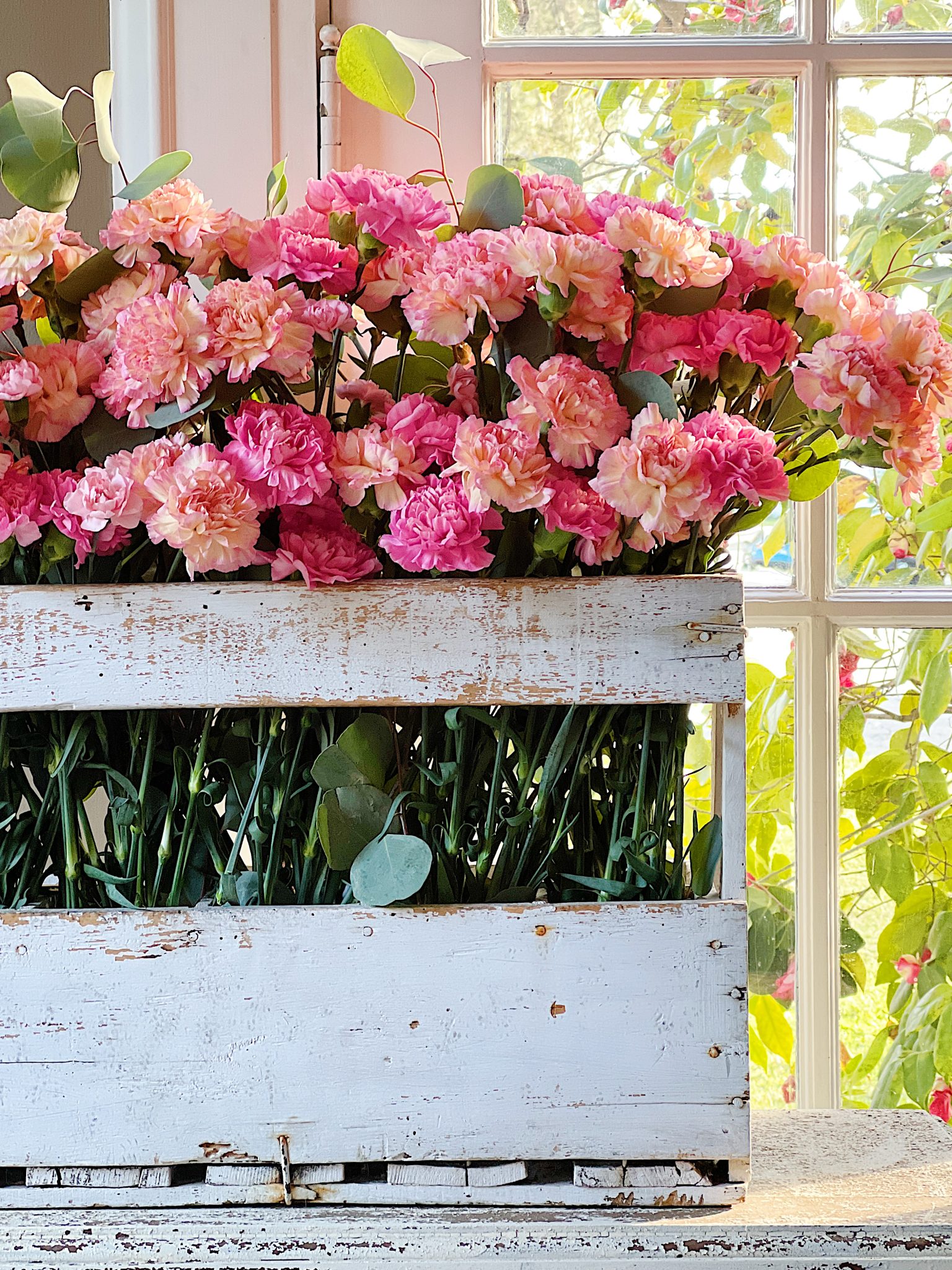 Pink Carnations Gift