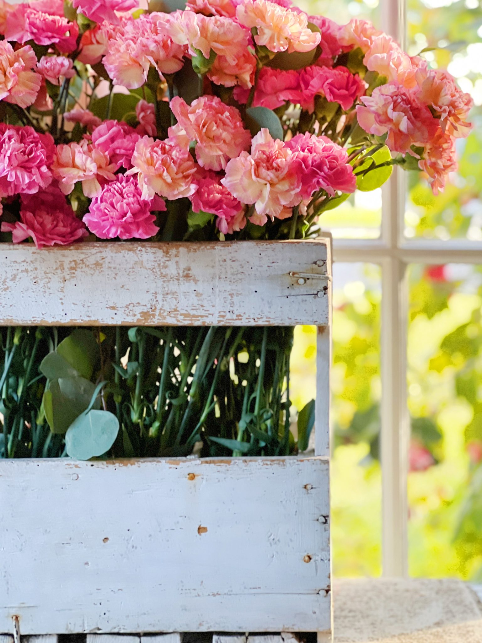 The Best Pink Carnations