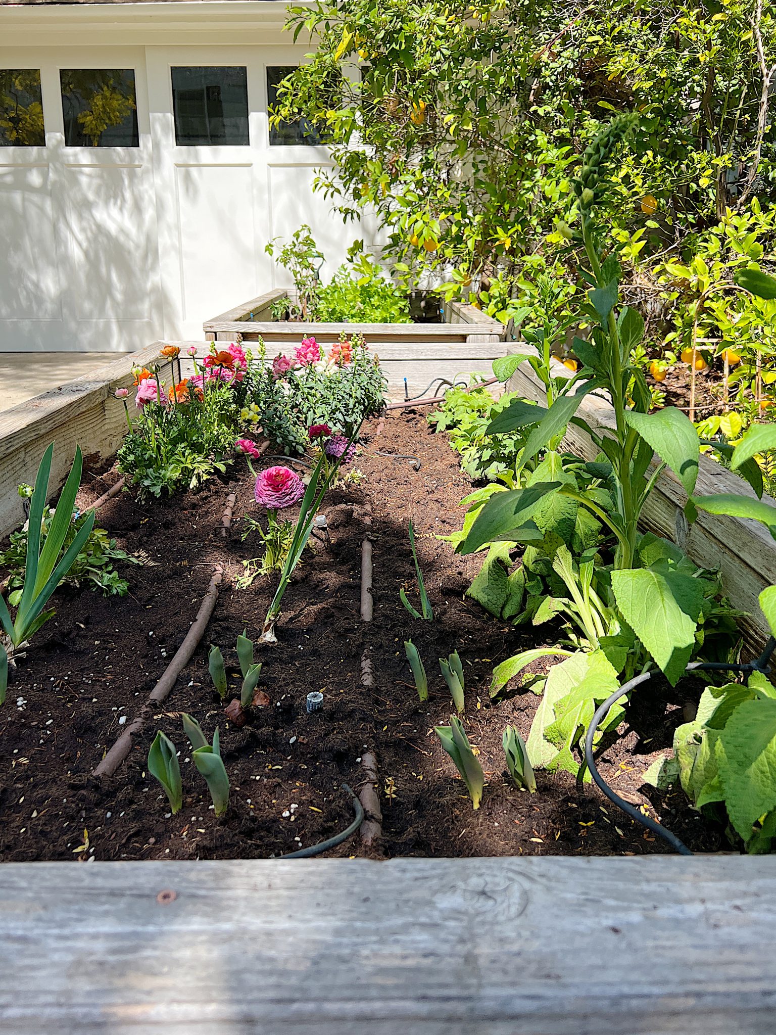 A New Way to Plant a Spring Garden