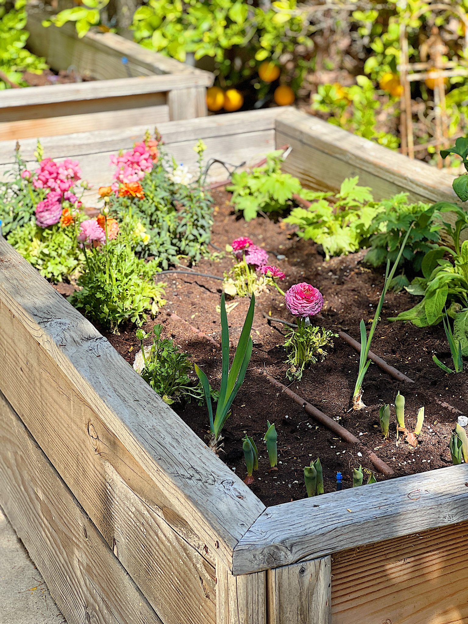 A New Way to Plant a Spring Garden