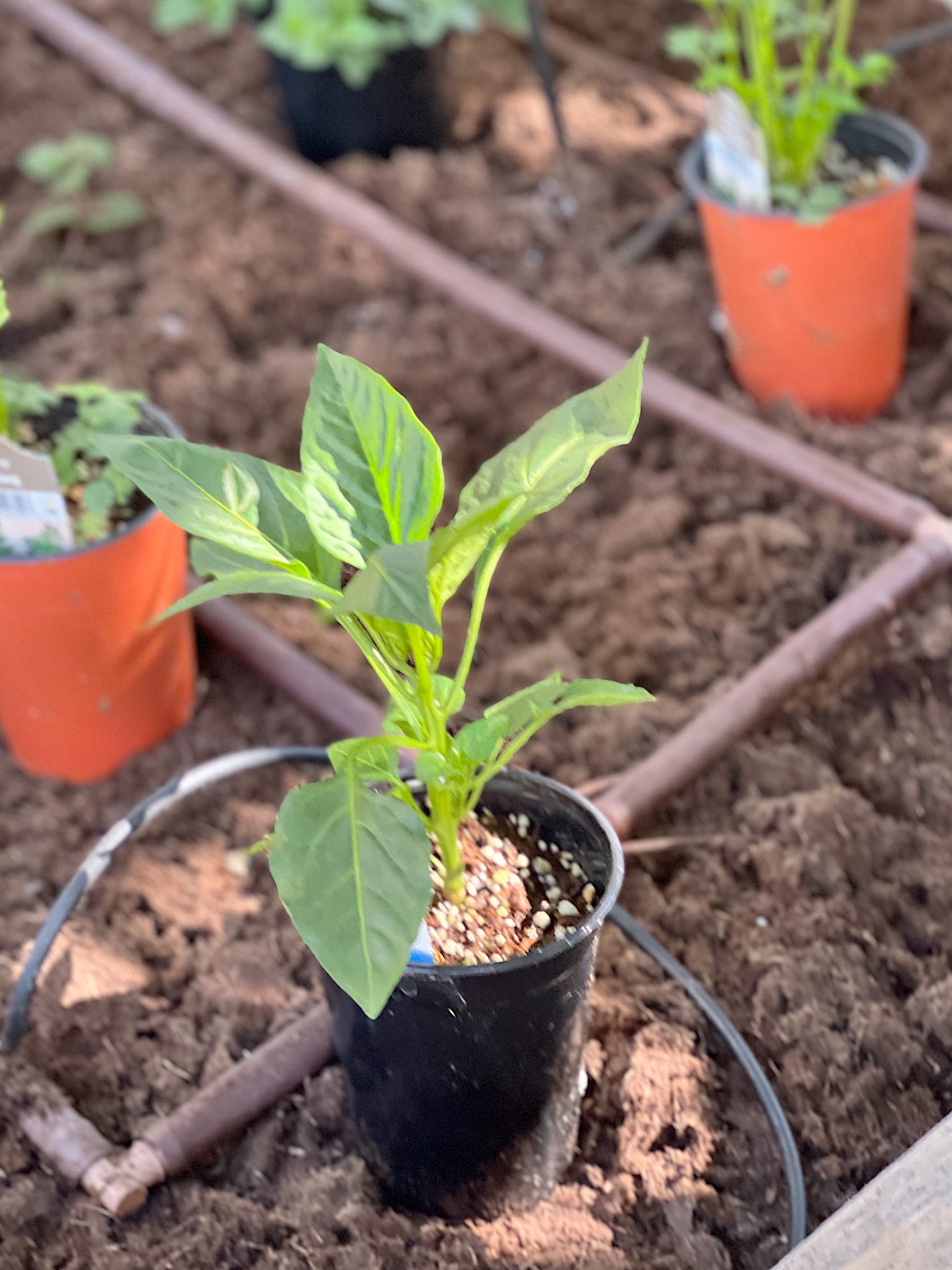 A New Way to Plant a Spring Garden