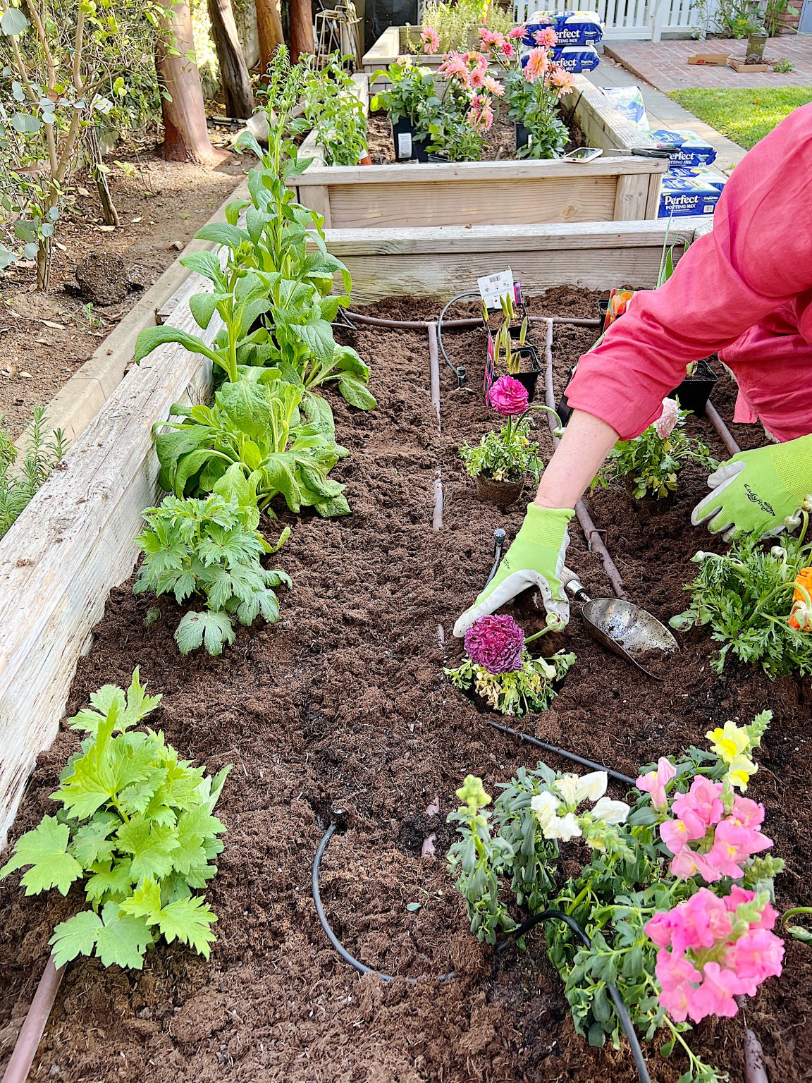 A New Way to Plant a Spring Garden MY 100 YEAR OLD HOME