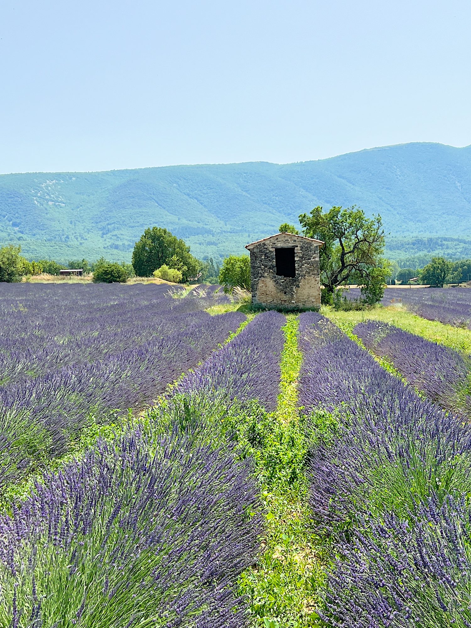 French Lavender and a Brocante Store