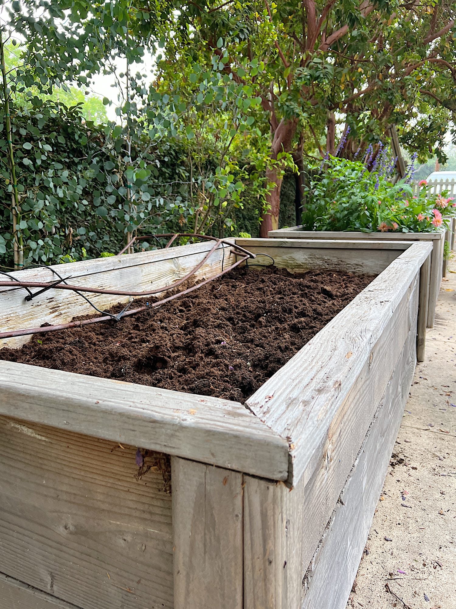 Grow the Best Tomato Plants Ever Amendments