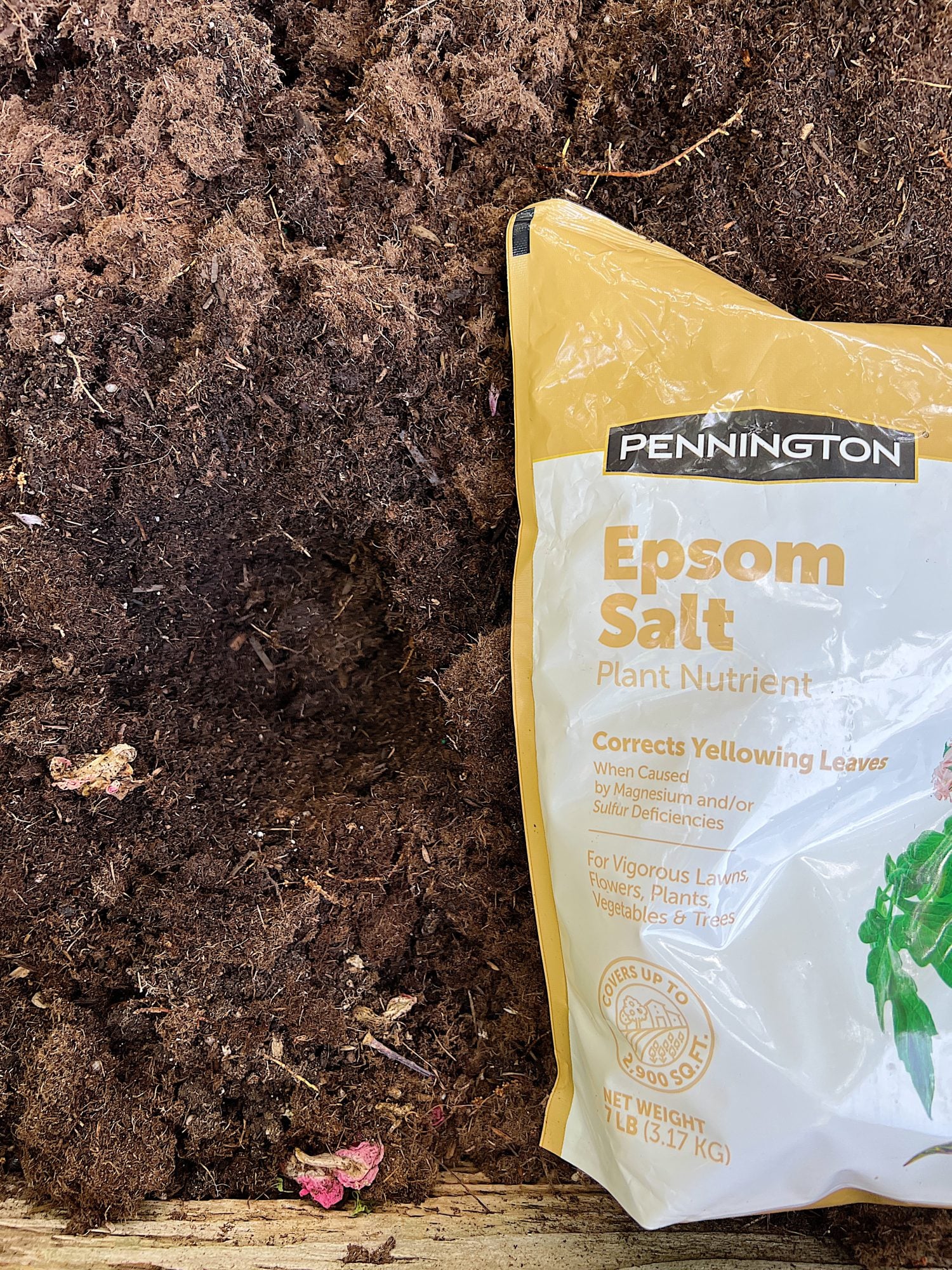 Grow the Best Tomato Plants Ever with Epsom Salt