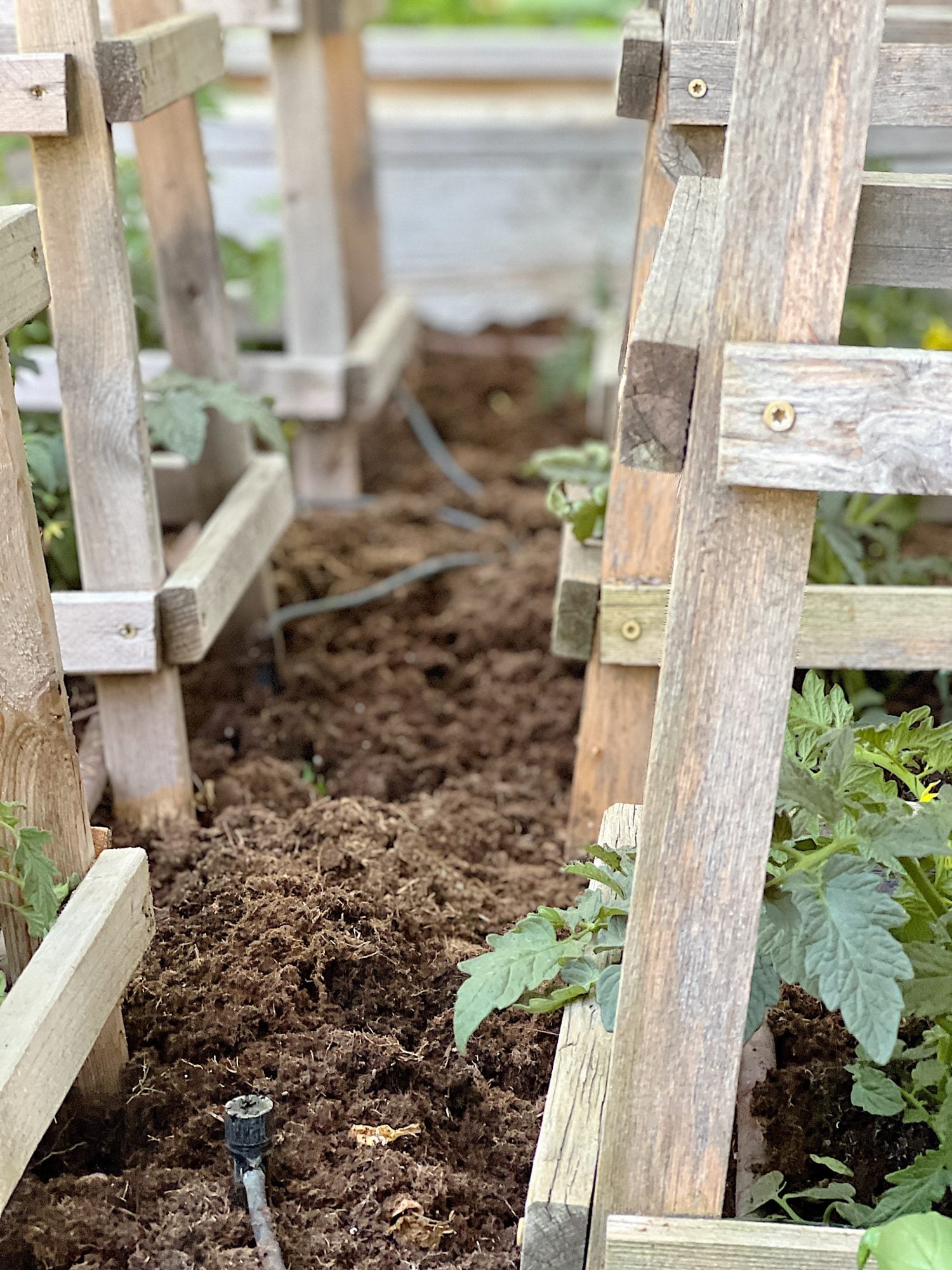 How to Grow the Best Tomato Plants Ever