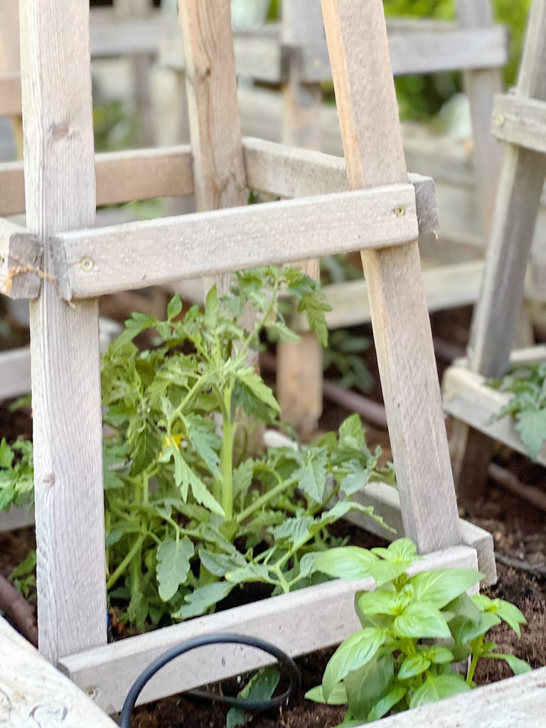 How to Grow the Best Tomato Plants