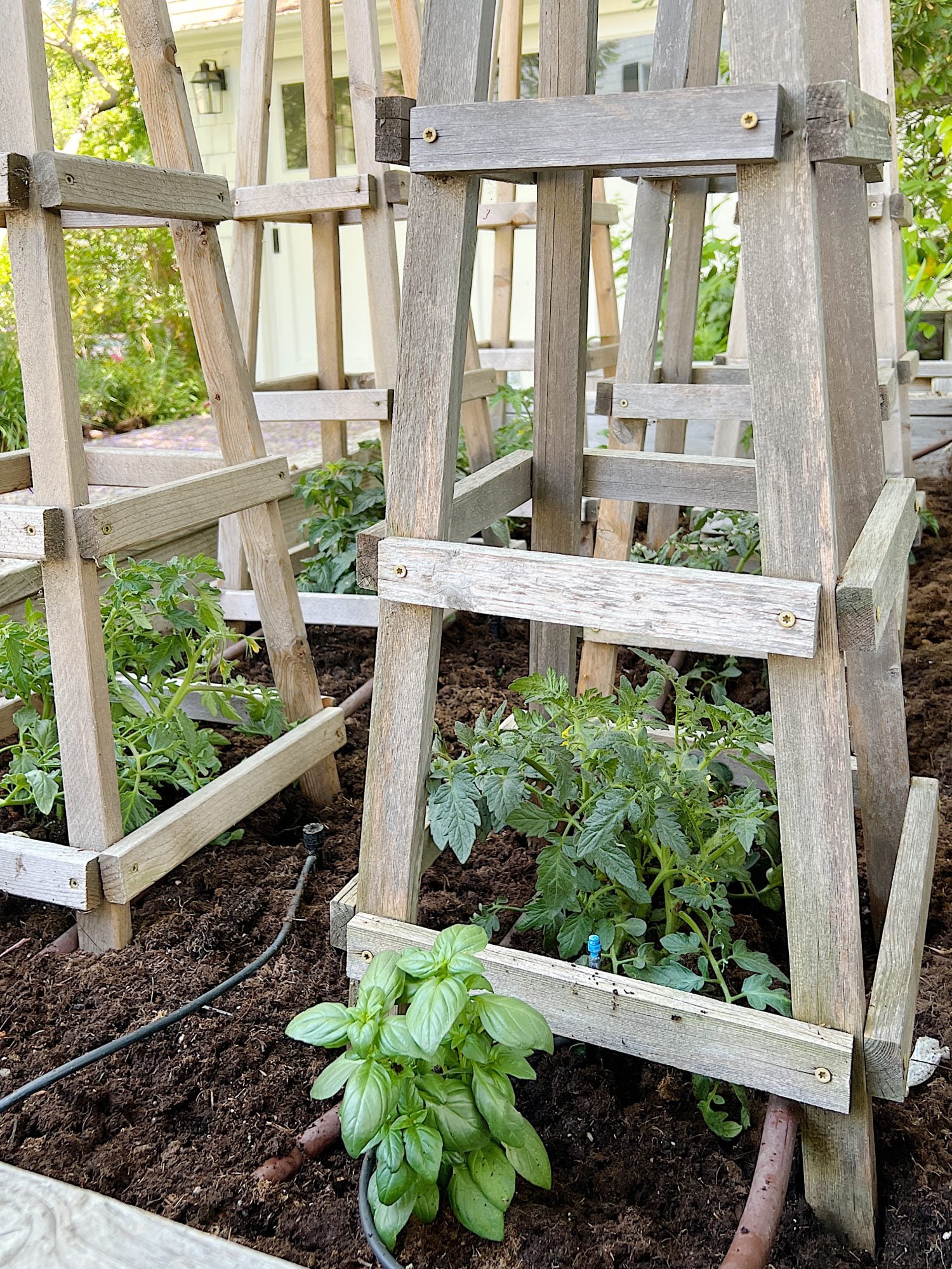 How to Grow the Best Tomato Plants Ever
