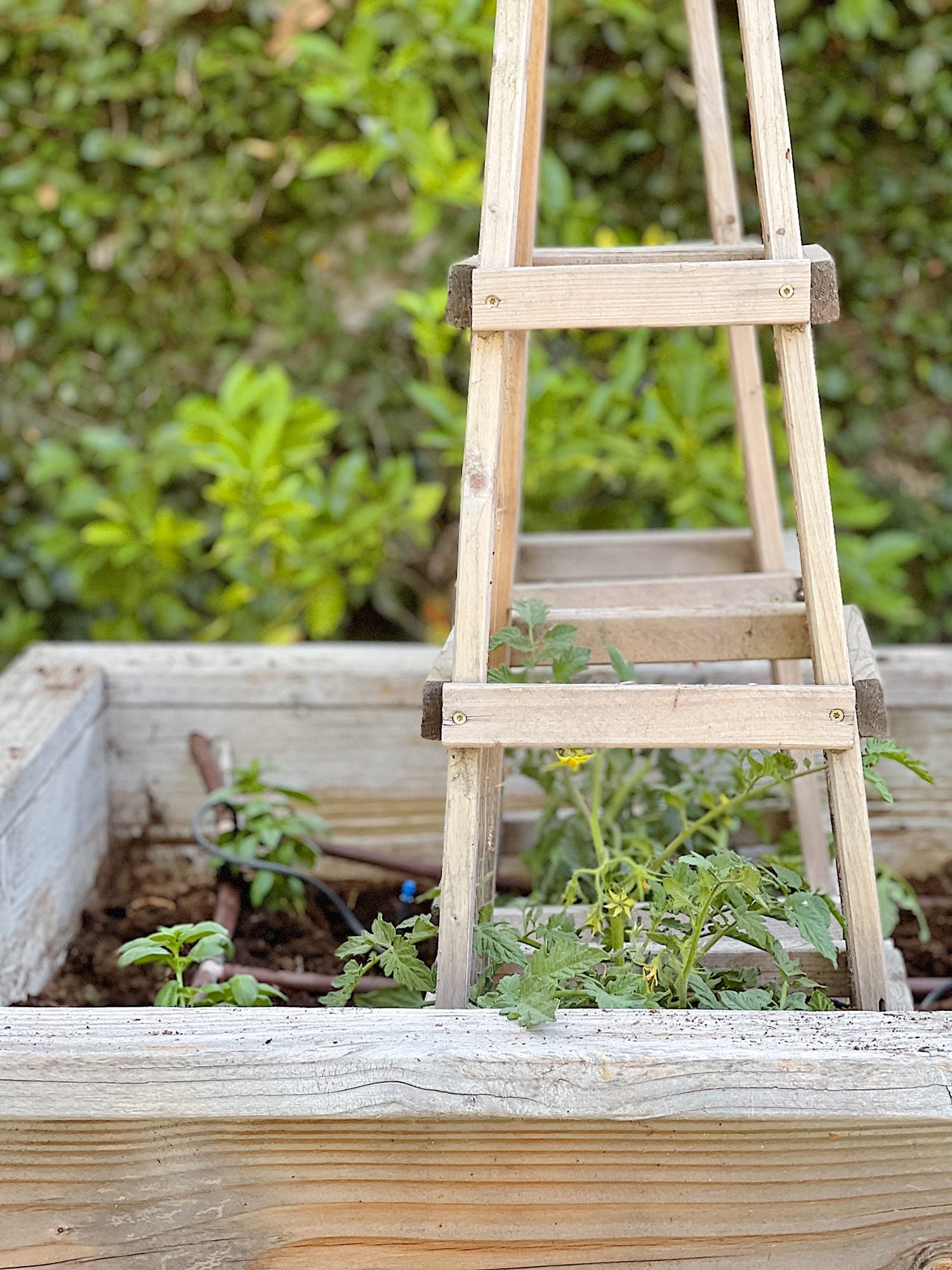 How to Grow the Best Tomato Plants