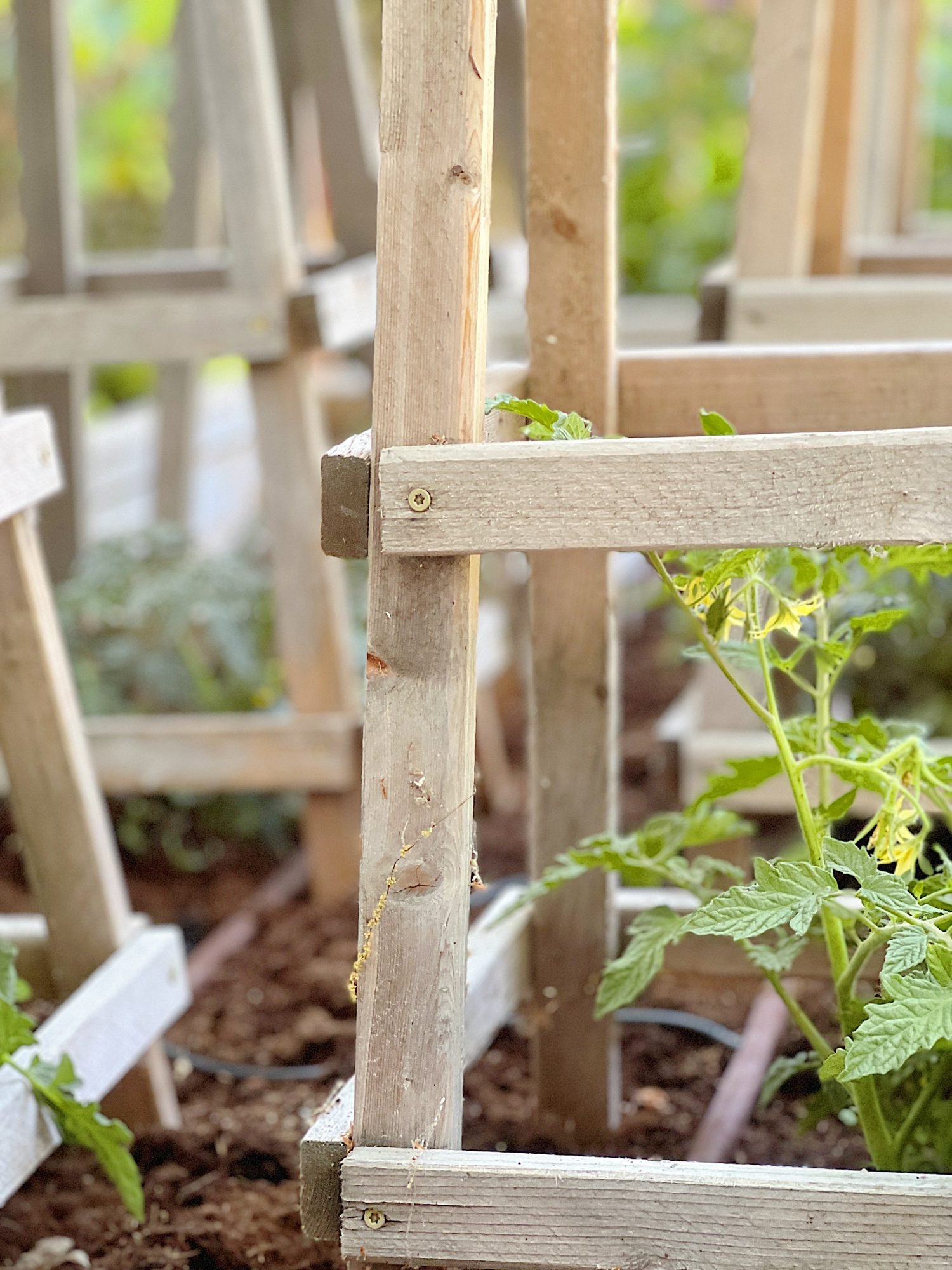 How to Grow the Best Tomato Plants Ever