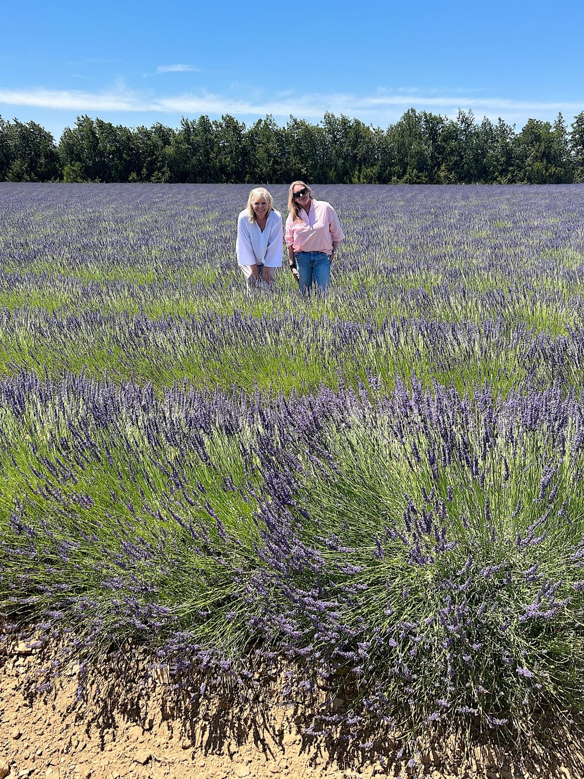 L and Ml Lavender Fields