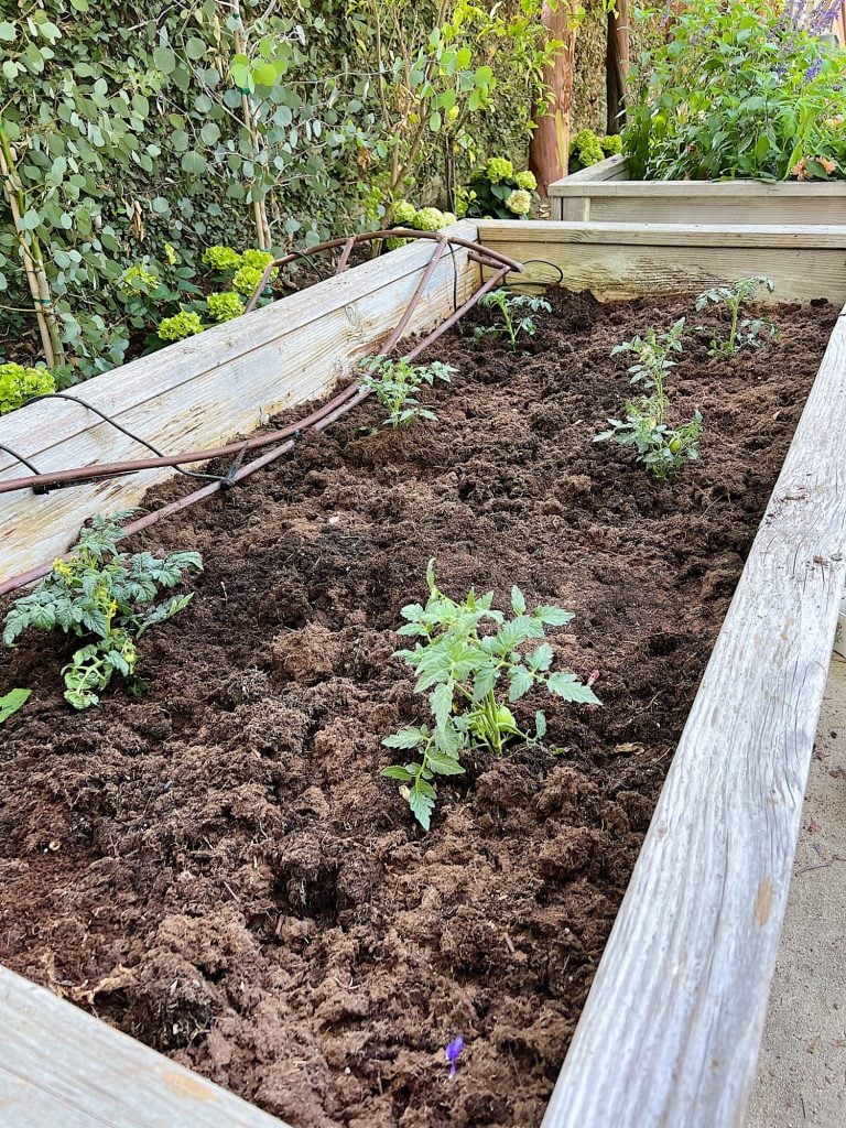 Grow the Best Tomato Plants