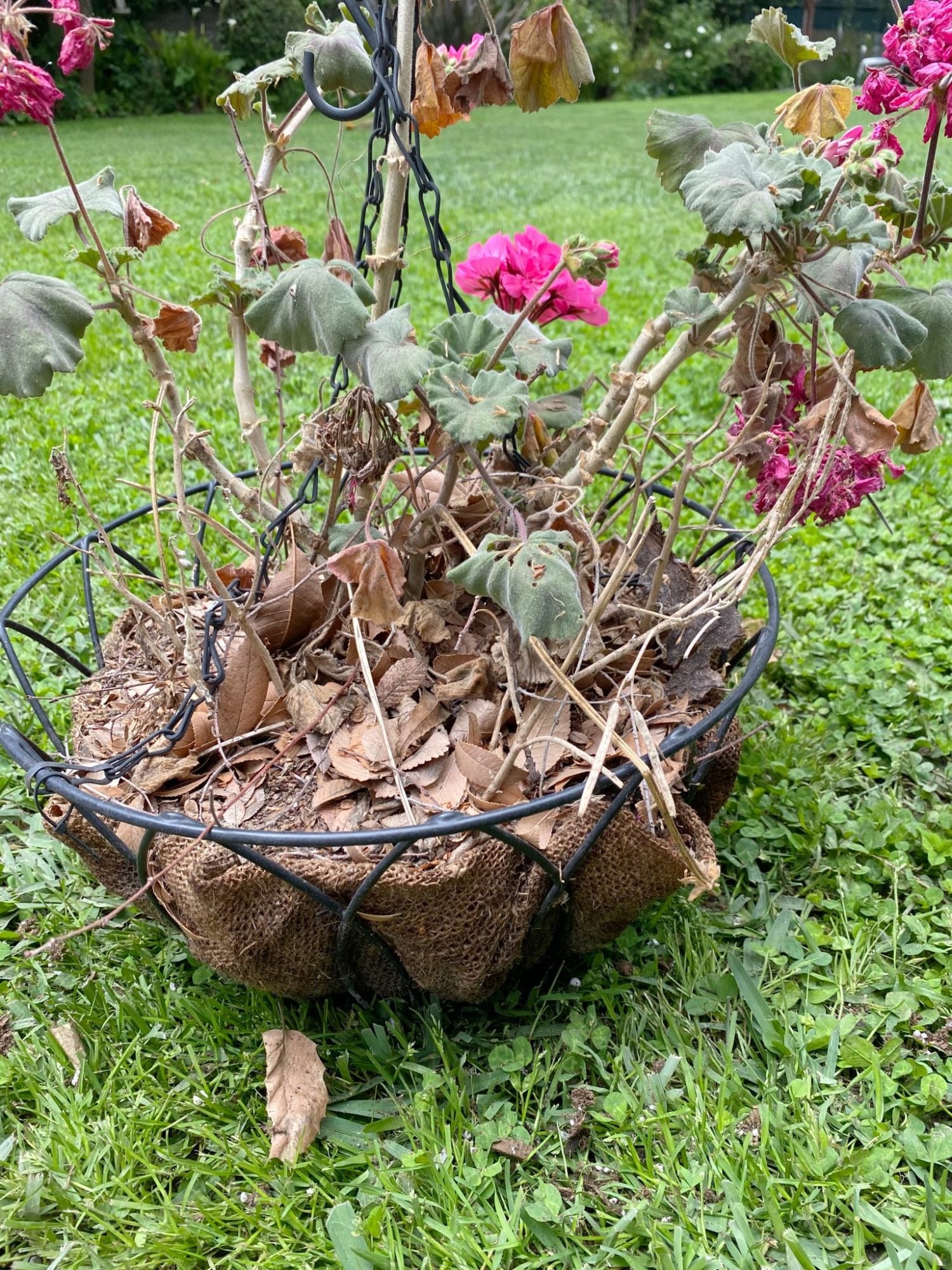 Five Easy Steps to Adding Hanging Planters in Your Yard 1