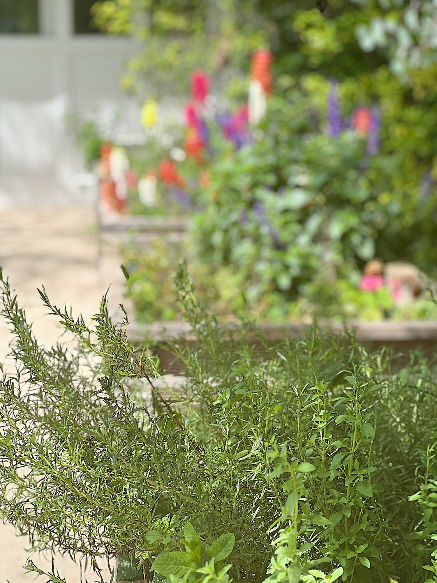 Herbs and flowers in the raised garden beds.