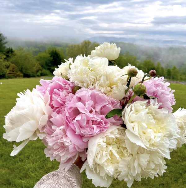 A spectacular bouquet of pink and white peonies, held for view with a foggy forest of hills in the background