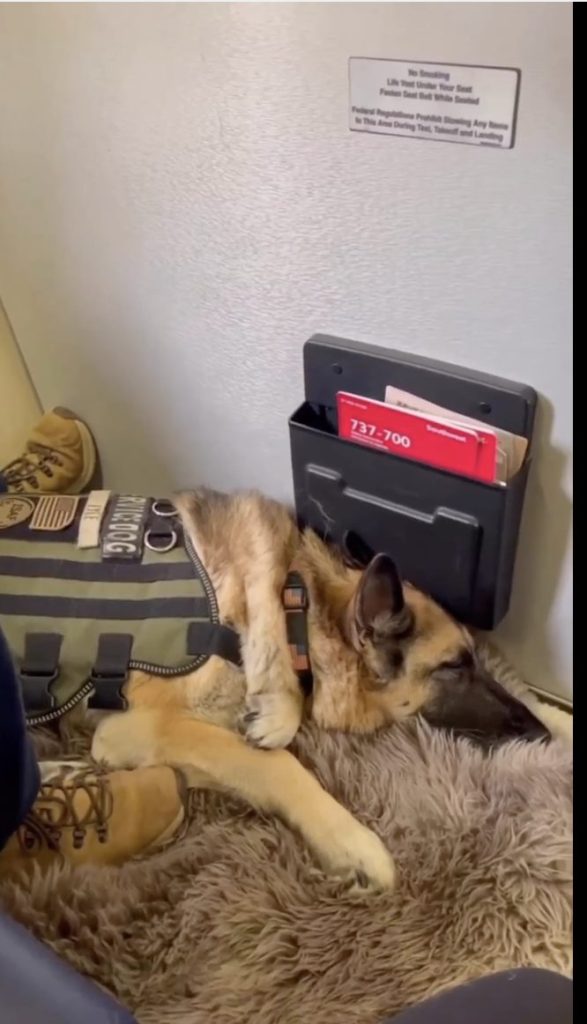 Kaya, a German Shepherd service dog sleeps on the floor on a furry bed at the feet of her handler, during her last flight. She has been diagnosed with an untreatable cancer.