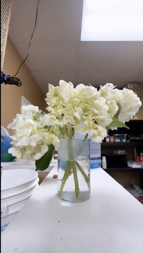 3 Hydrangea stems in a vase of hot almost boiling water that revives the blooms. the vase is on a table in the back area of a florist shop