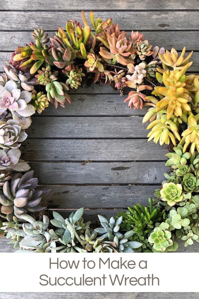 An ombre wreath made from fresh and small succulents.