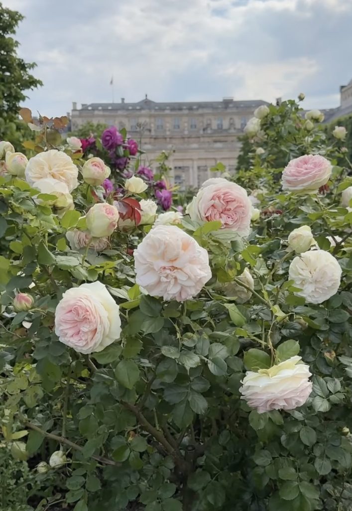Light pink heirloom roses with the Jardin du Palais Royal in the background.