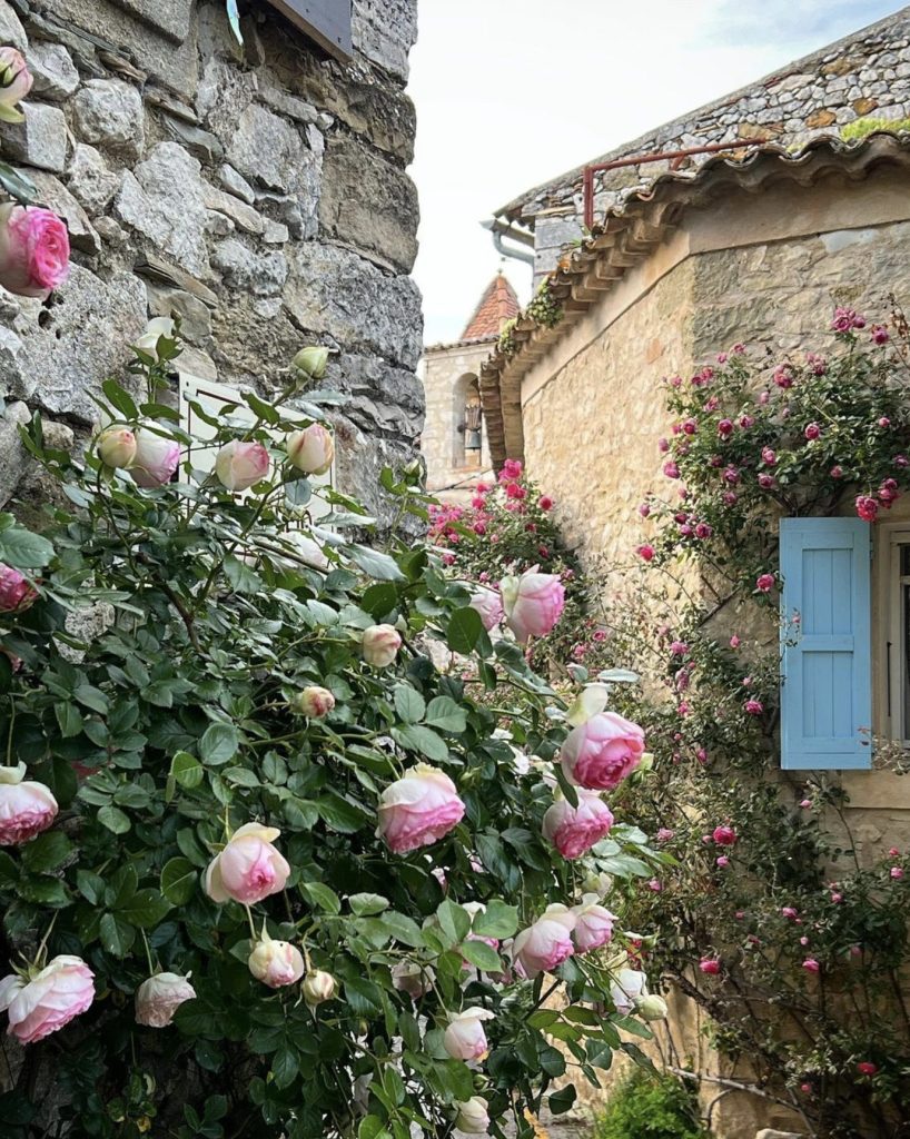 A closeup view of pink roses growing against a stone building in Provence, France. In the background is another building with climbing pink roses and a light blue shutter. A church steeple is in the far background.
