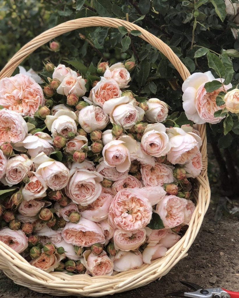 Beautiful pale pink heirloom roses that are cut and piled into an gathering basket. Rose bushes are in the background