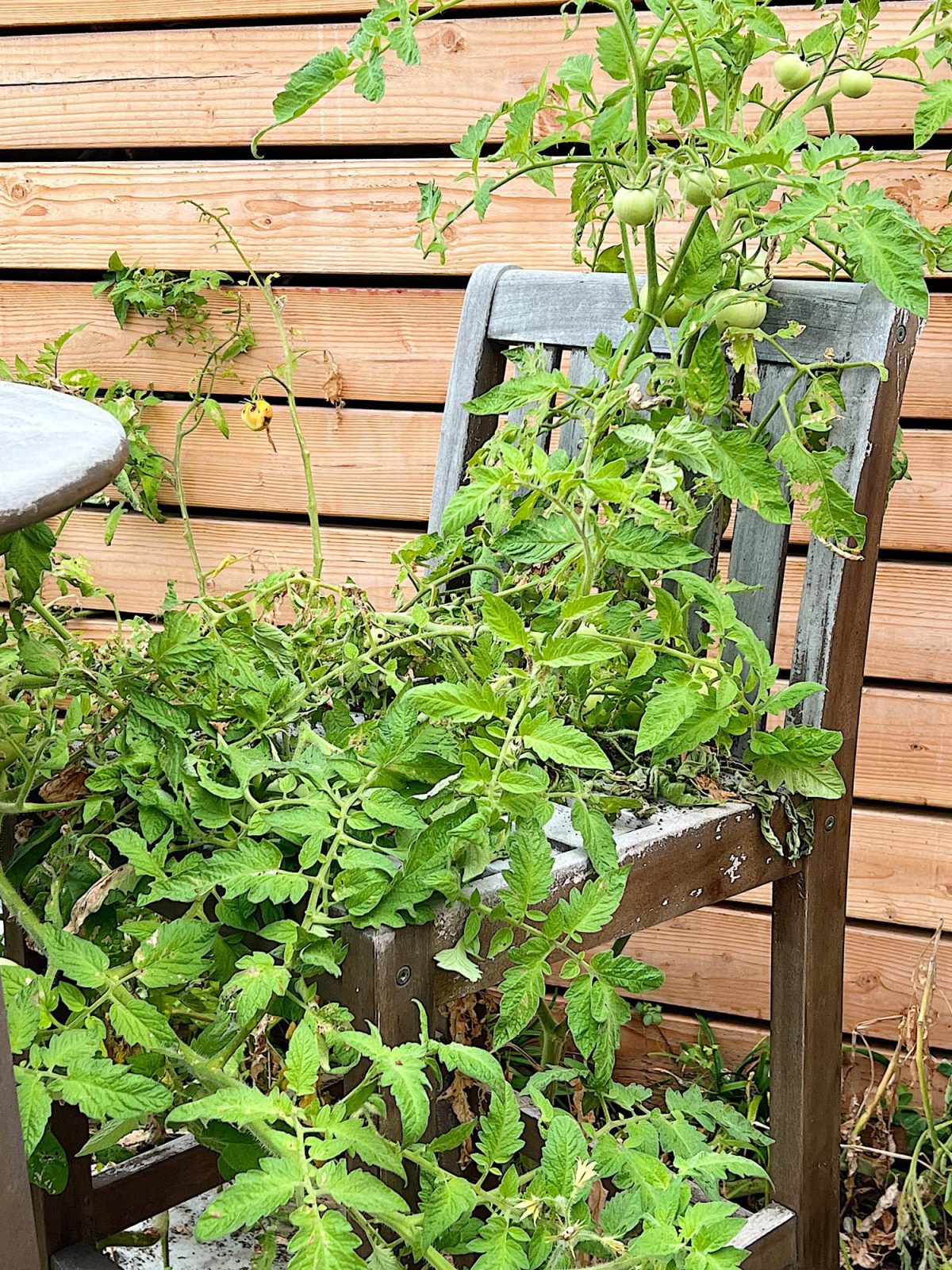 Fresh tomatoes on the vine are the best and they taste incredible. But would you believe we never planted them?