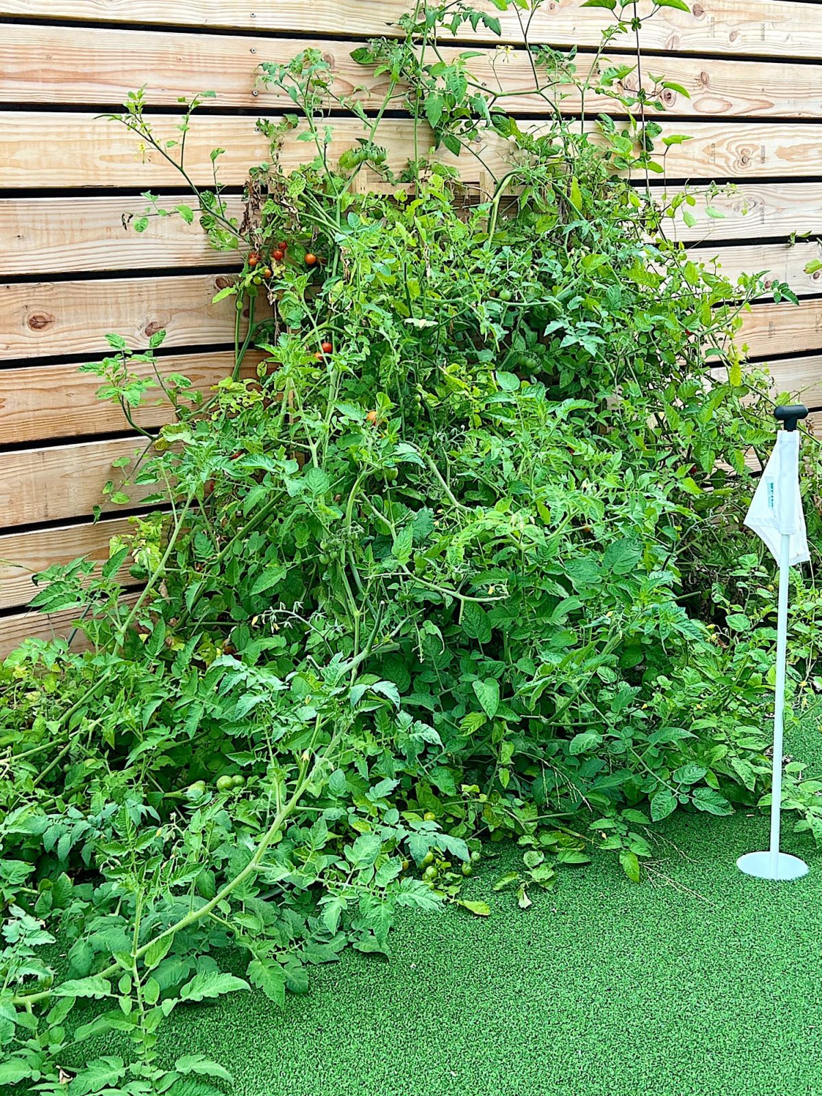 Fresh tomatoes on the vine are the best and they taste incredible. But would you believe we never planted them?