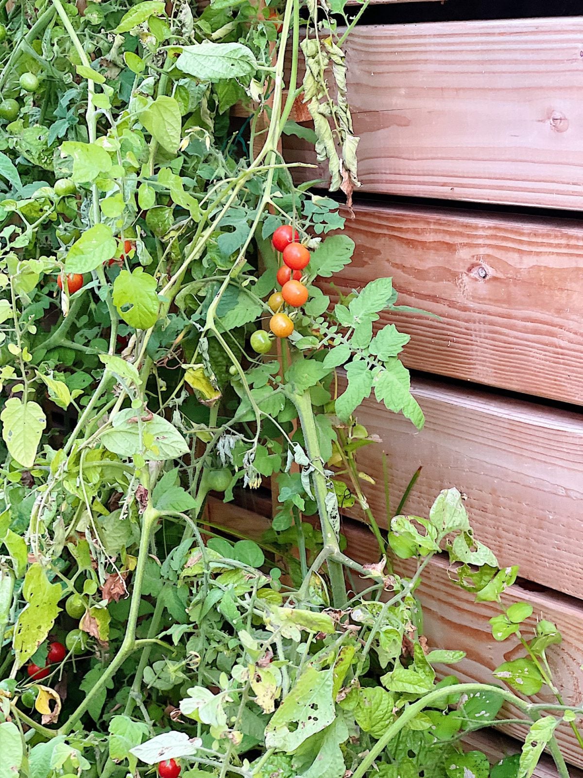 Fresh tomatoes on the vine are the best and they taste incredible. But would you believe we never planted them?