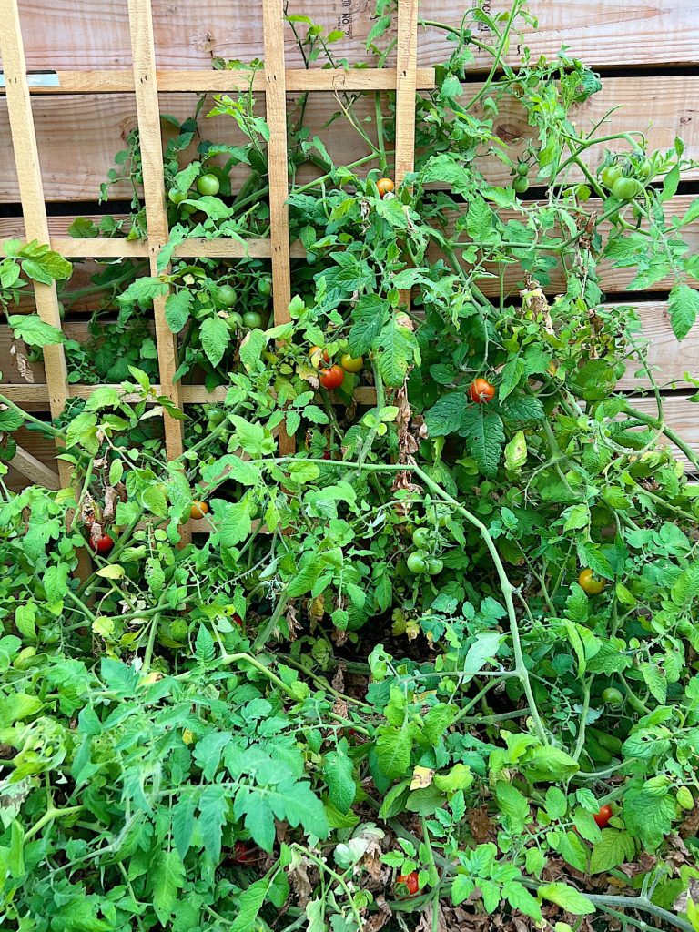 Fresh tomatoes on the vine are the best and they taste incredible. But would you believe we never planted them?