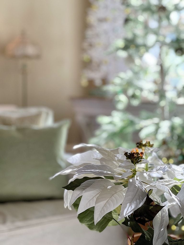 A white poinsettia in focus with a blurred background highlights a nutcracker, green pillows, and a brightly lit room, bringing Christmas charm to the cozy scene.