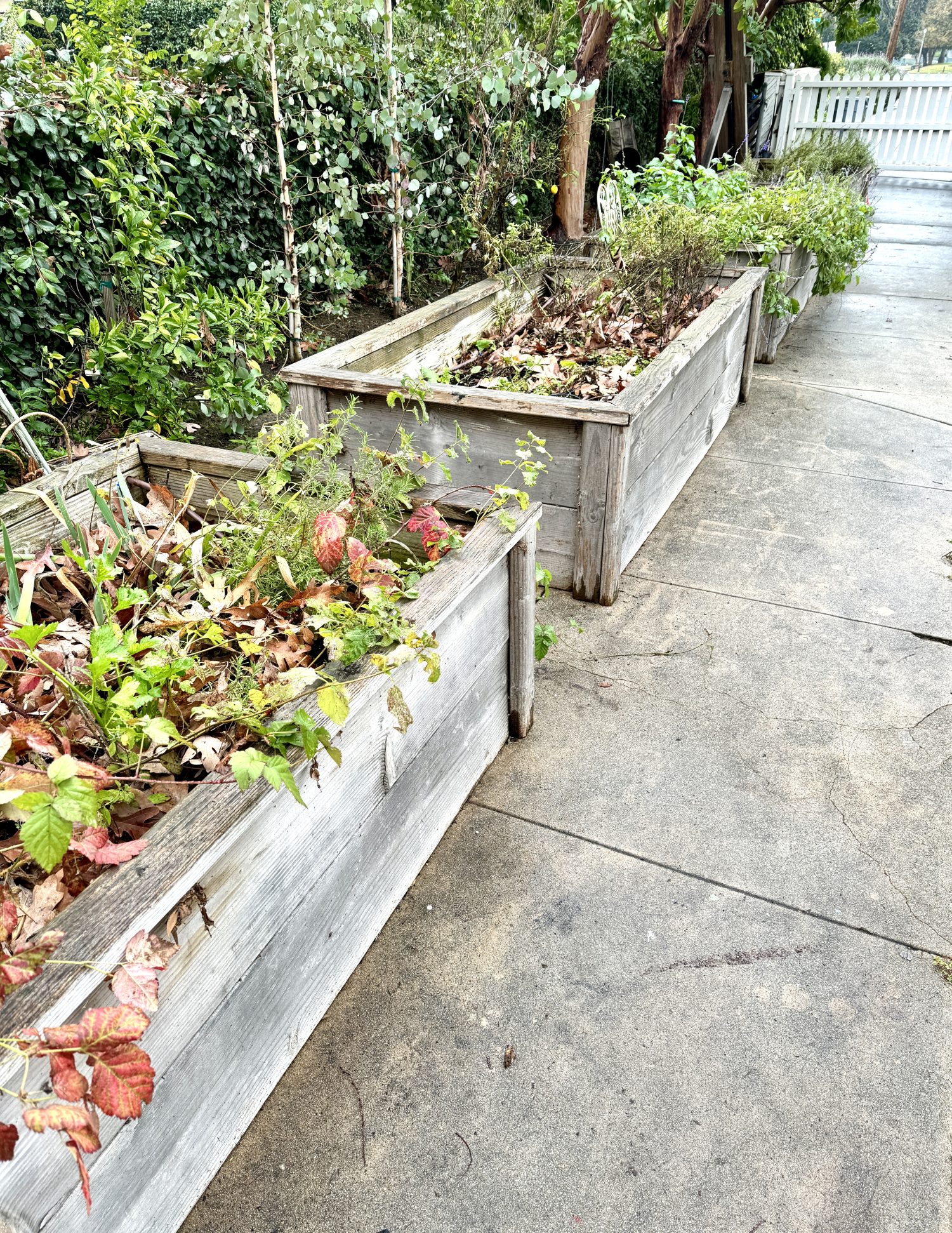 The four raised beds that I built in our backyard five years ago.