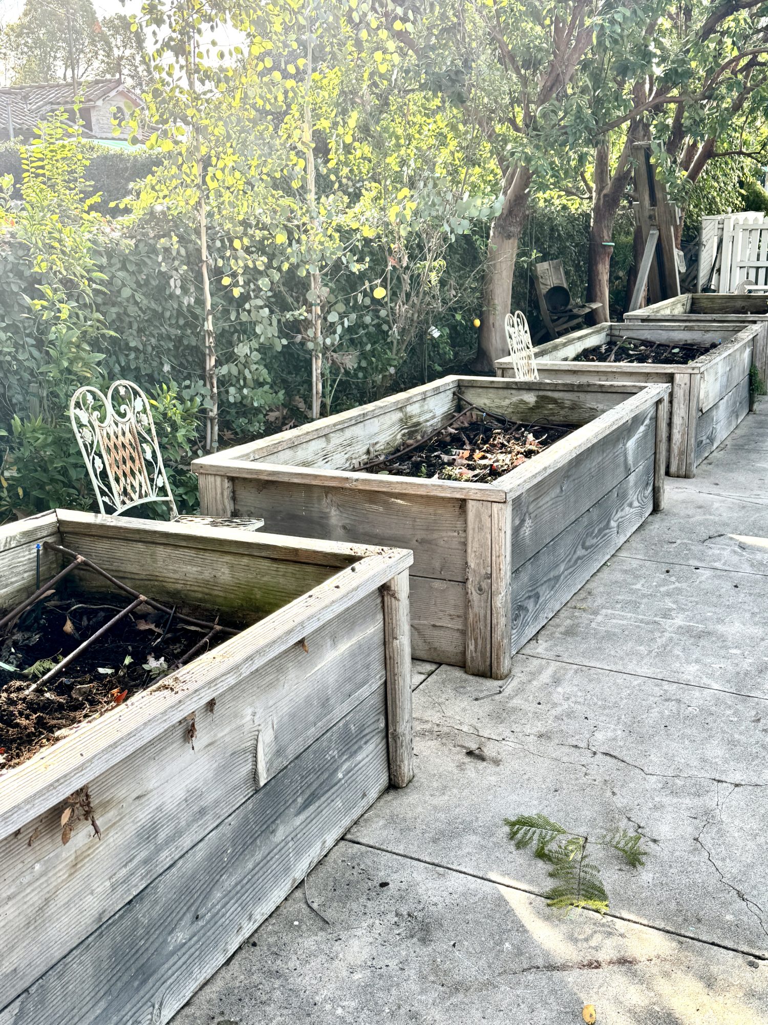 The four raised beds that I built in our backyard five years ago.