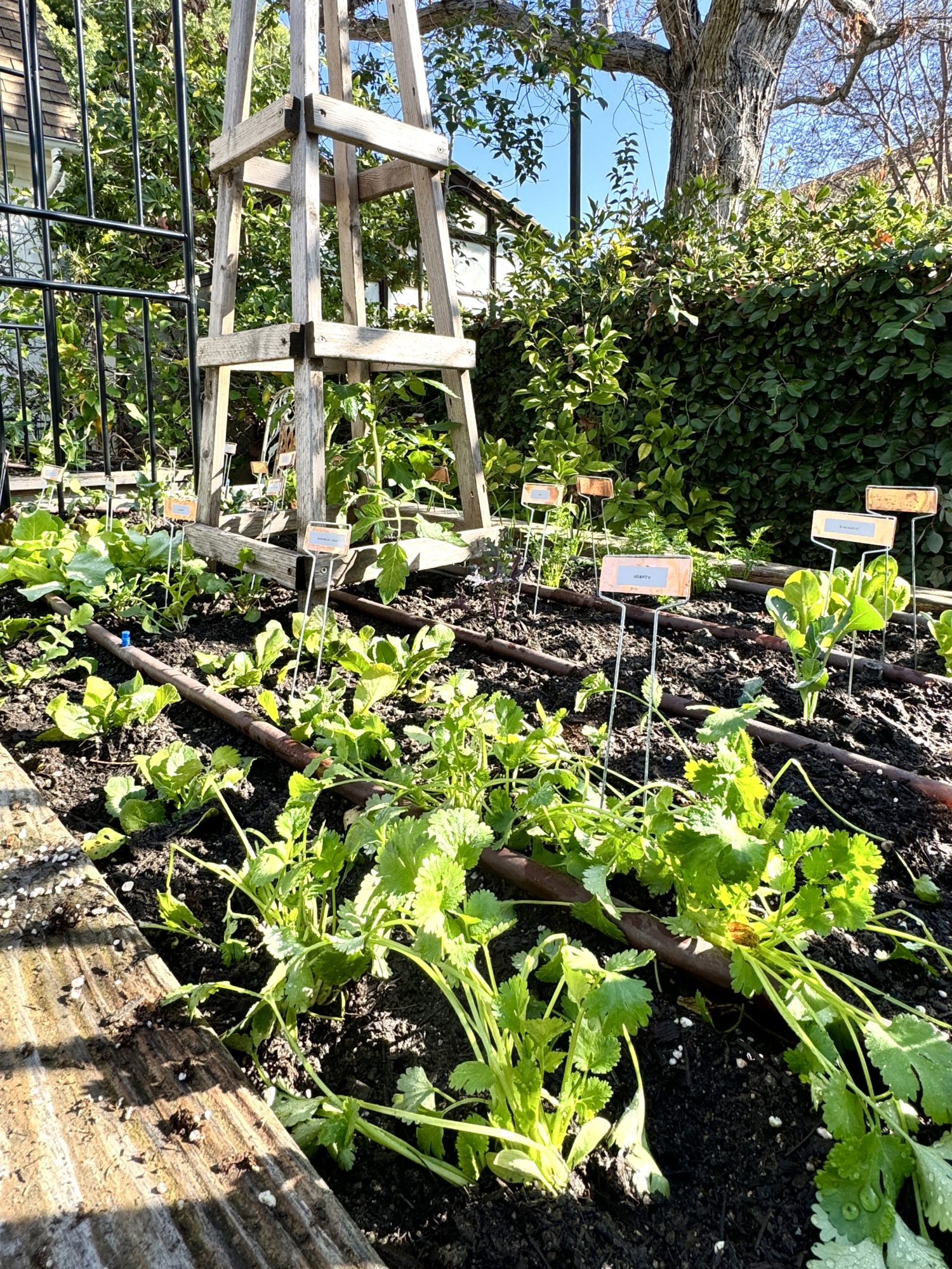 Planting over 300 small vegetable and herb plants in four raised beds for our kitchen garden.