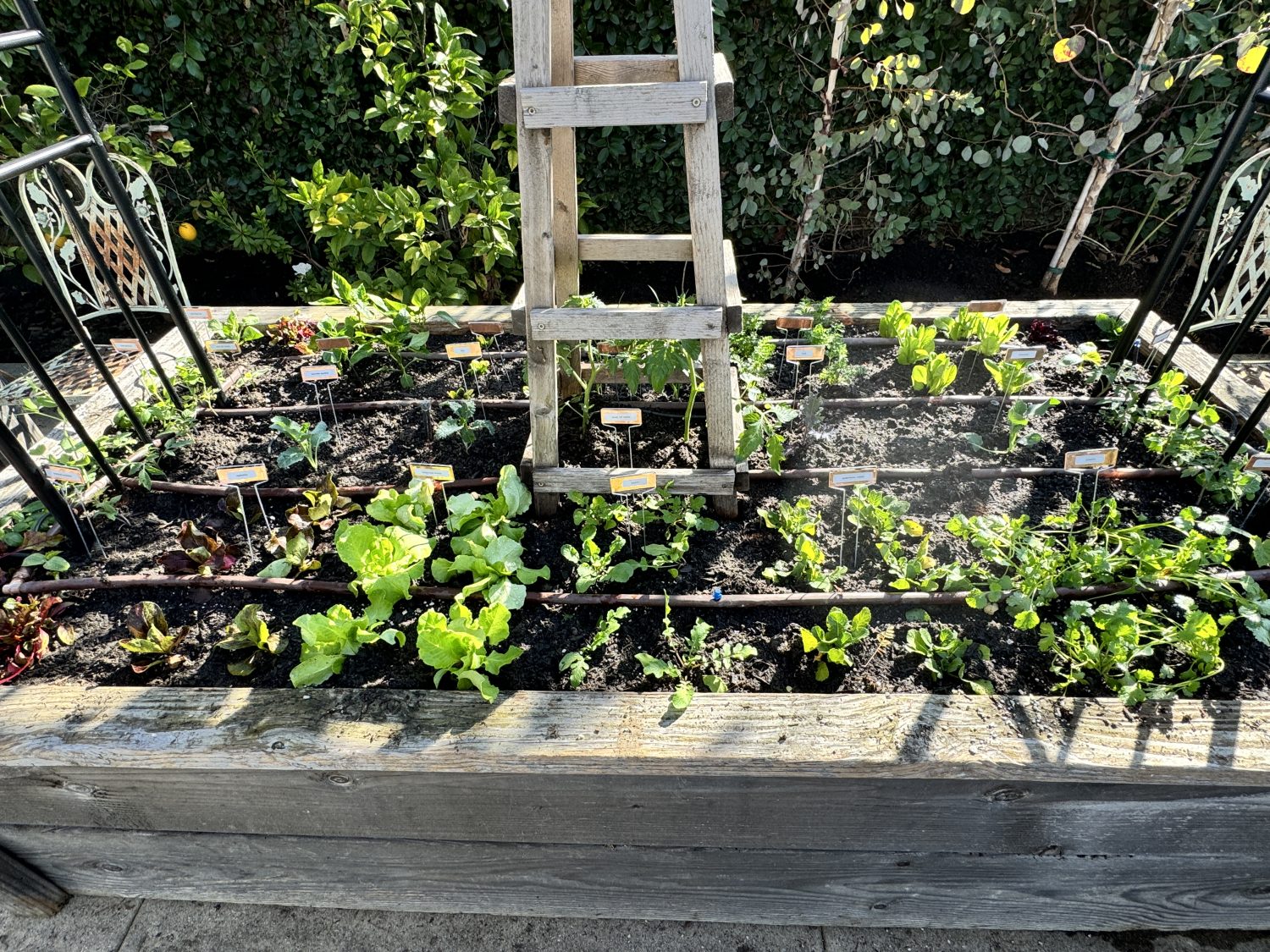Planting over 300 small vegetable and herb plants in four raised beds for our kitchen garden.