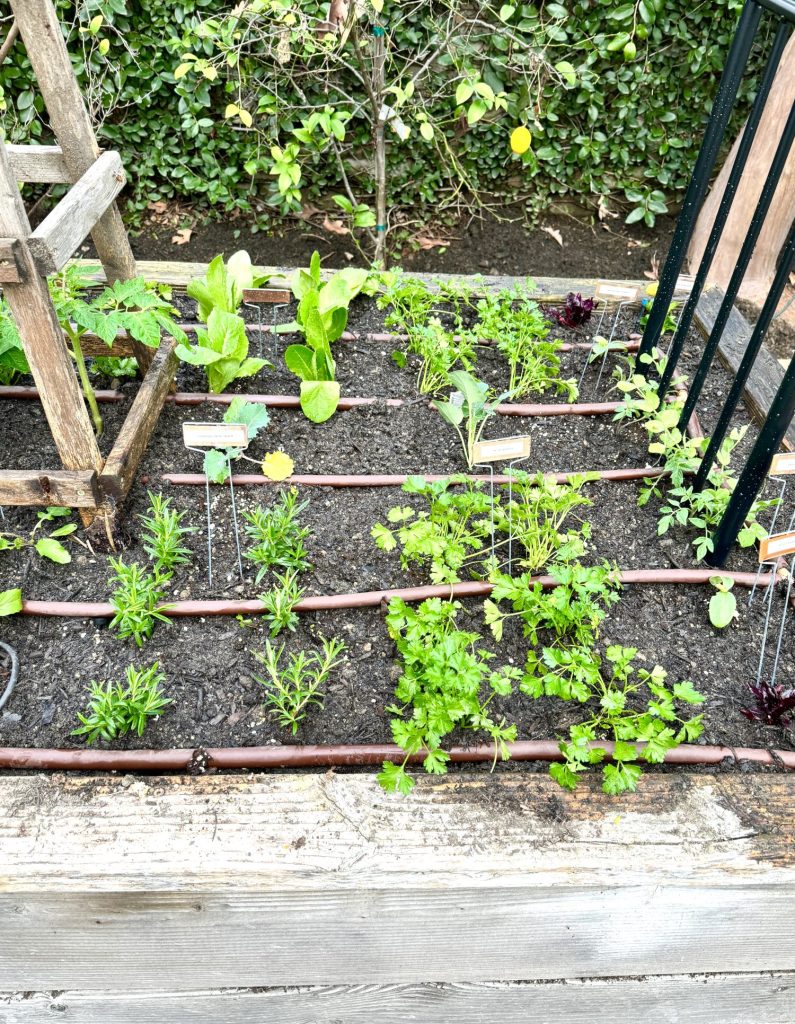 Planting over 300 small vegetable and herb plants in four raised beds for our kitchen garden.