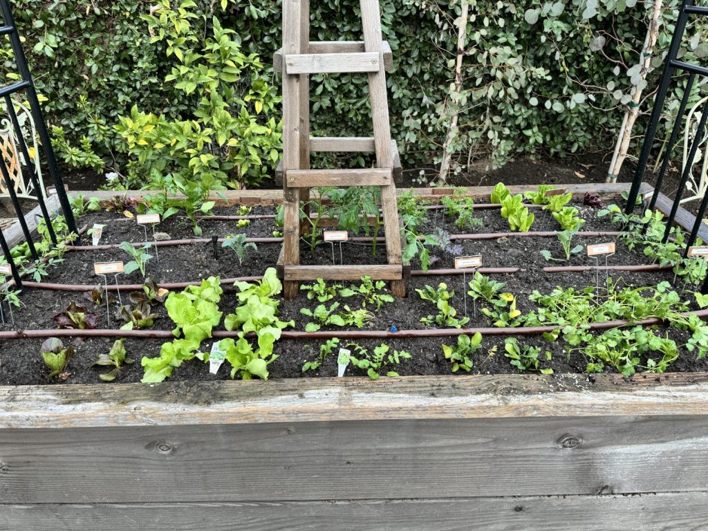 Planting over 300 small vegetable and herb plants in four raised beds for our kitchen garden.