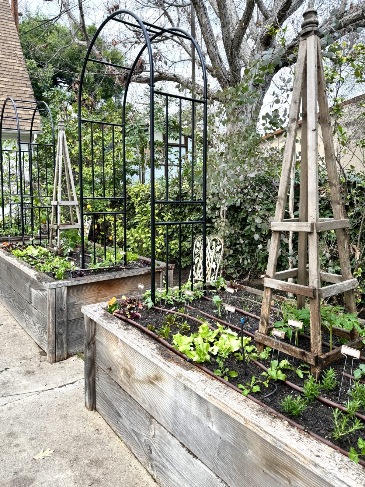 Planting over 300 small vegetable and herb plants in four raised beds for our kitchen garden.