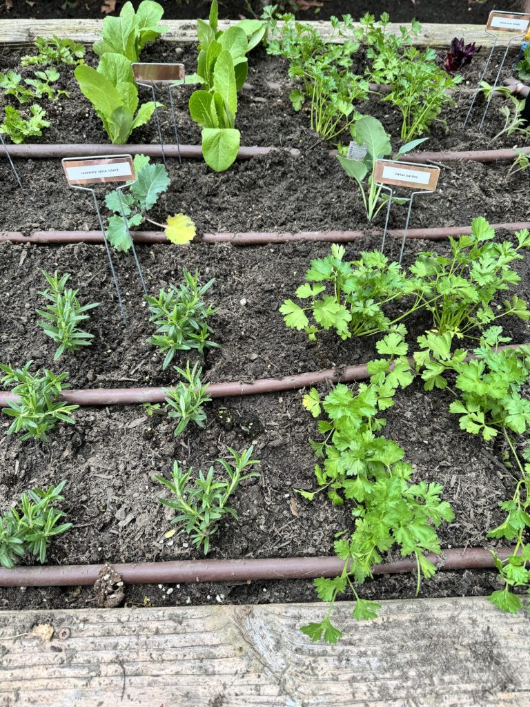 Planting over 300 small vegetable and herb plants in four raised beds for our kitchen garden.