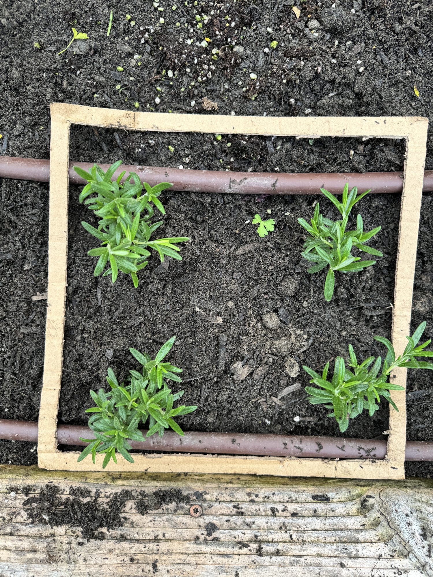 Planting over 300 small vegetable and herb plants in four raised beds for our kitchen garden.