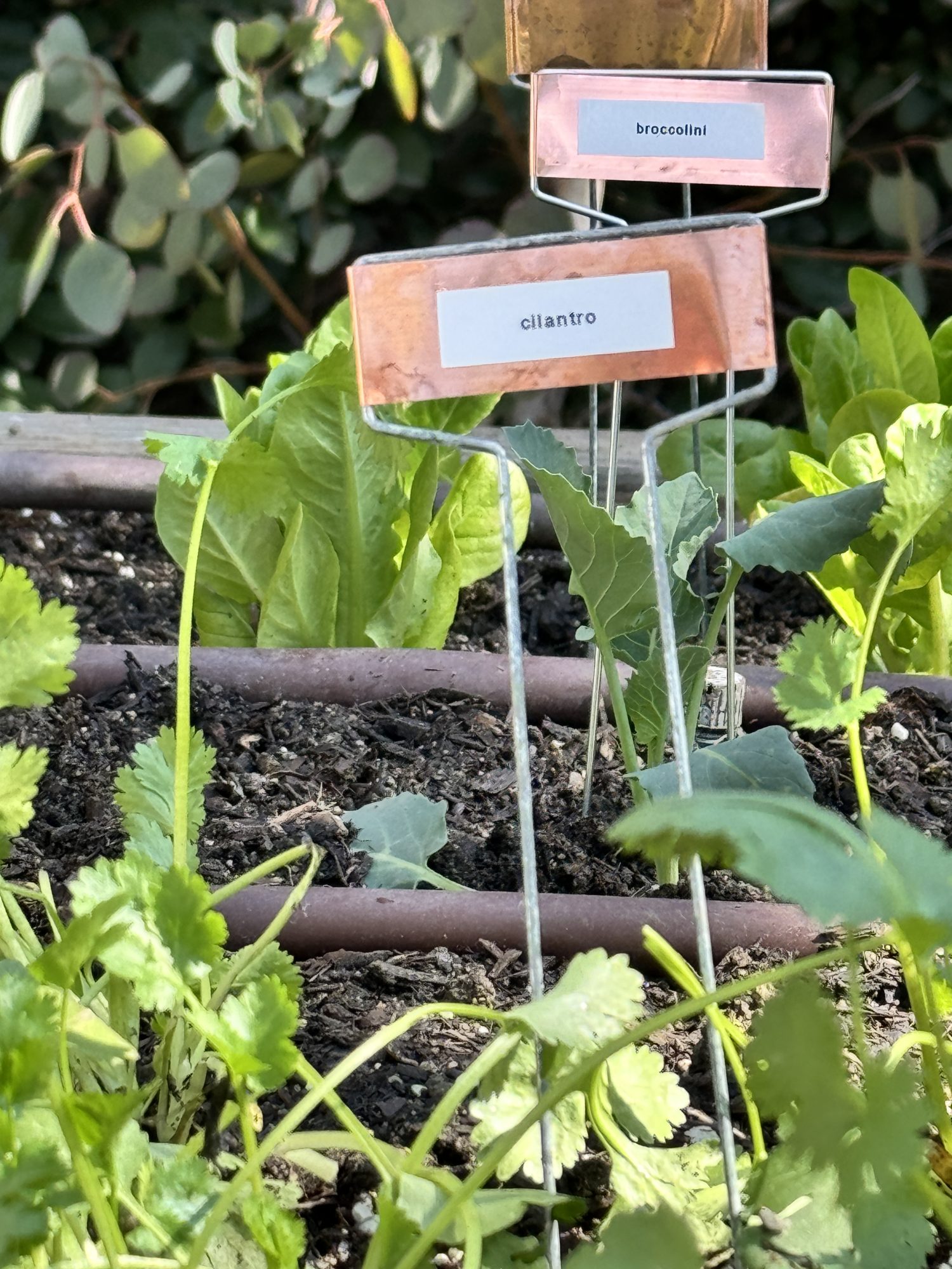 Planting over 300 small vegetable and herb plants in four raised beds for our kitchen garden.