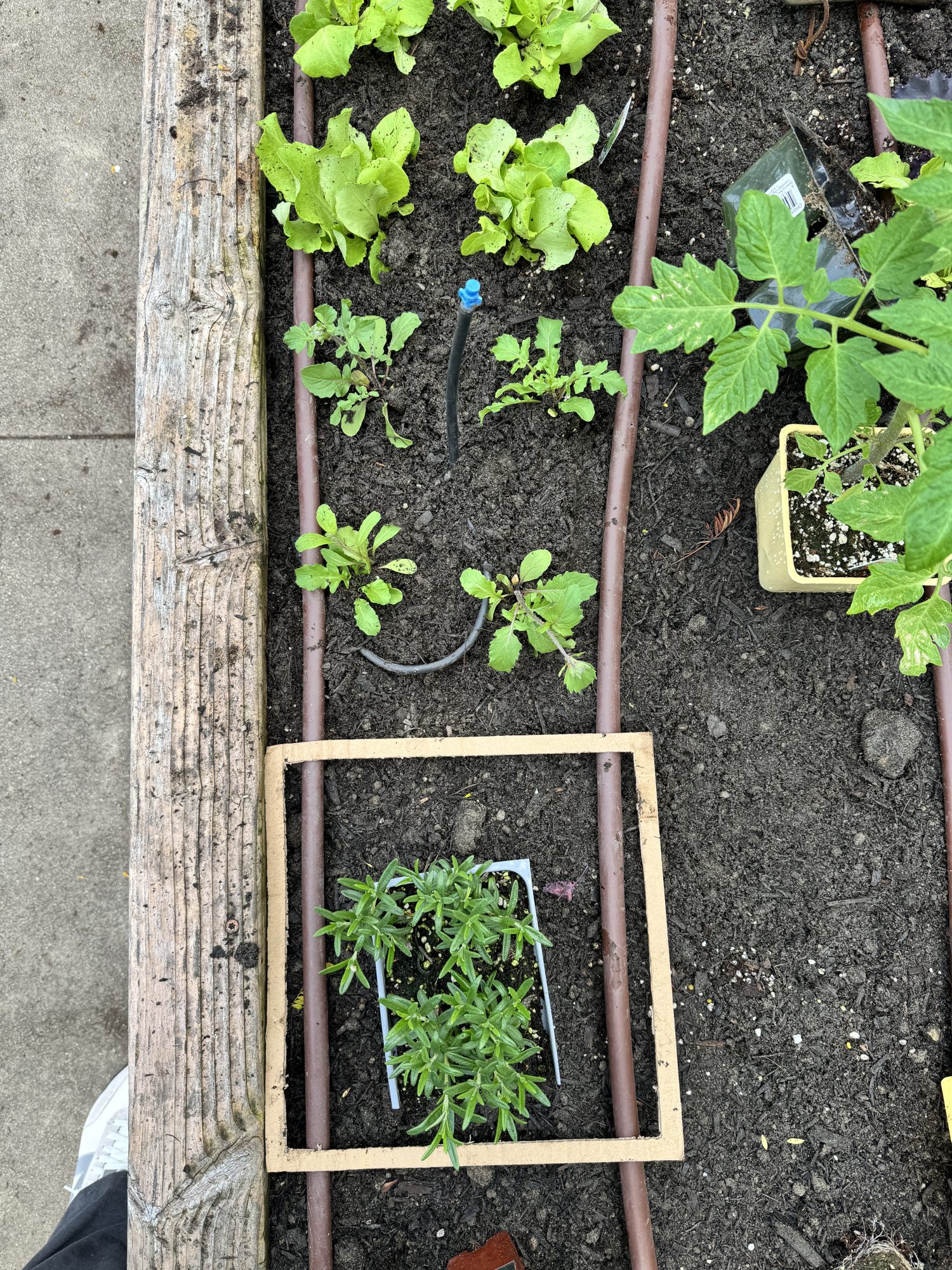 Planting over 300 small vegetable and herb plants in four raised beds for our kitchen garden.