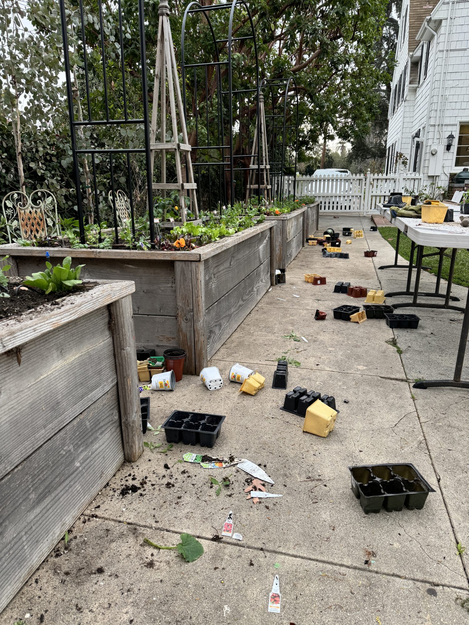 Planting over 300 small vegetable and herb plants in four raised beds for our kitchen garden.