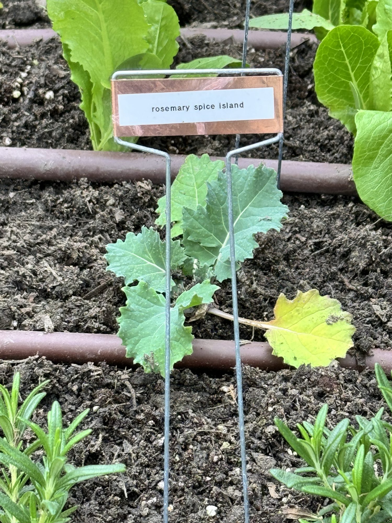 Planting over 300 small vegetable and herb plants in four raised beds for our kitchen garden.