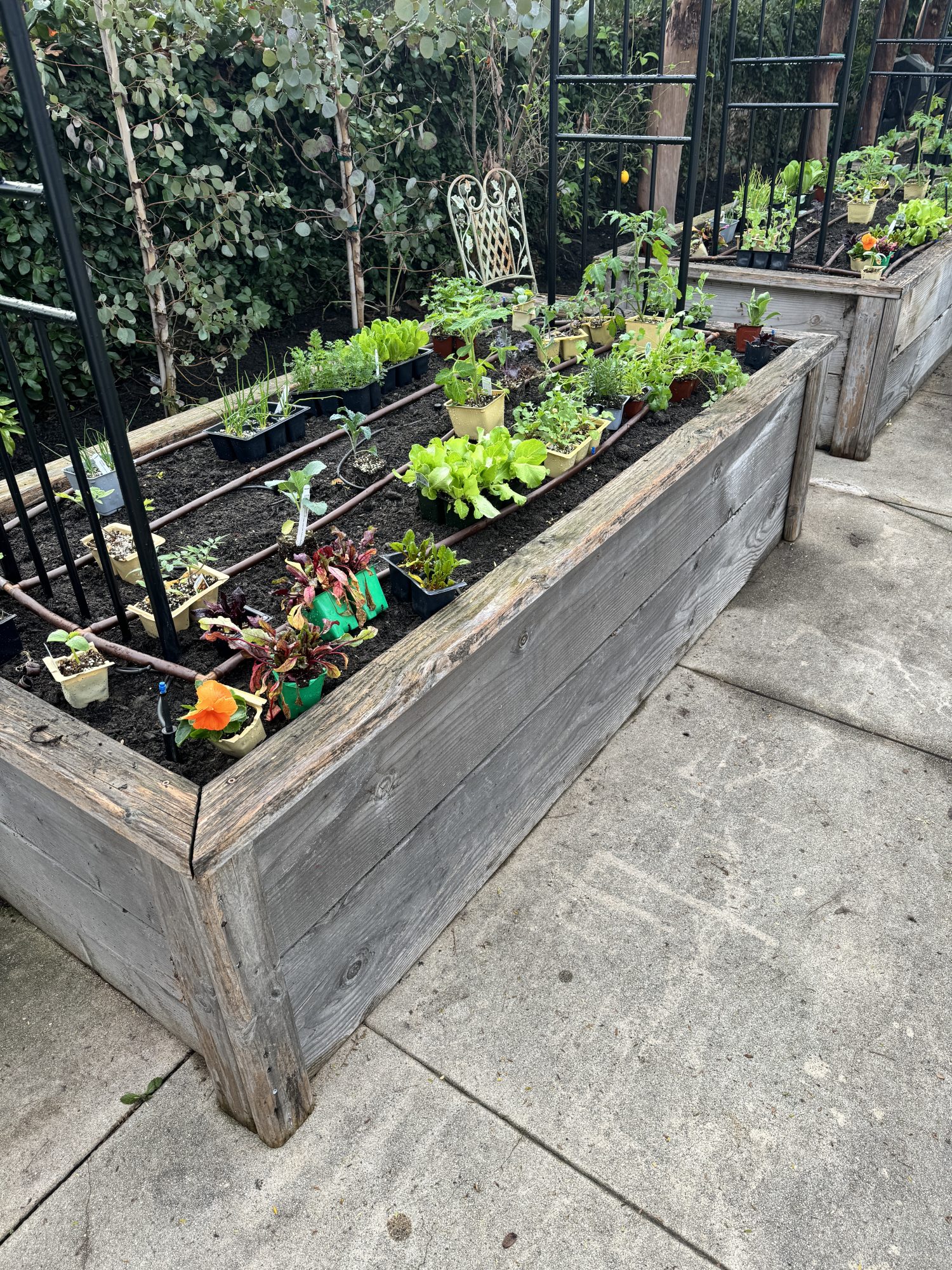 Planting over 300 small vegetable and herb plants in four raised beds for our kitchen garden.