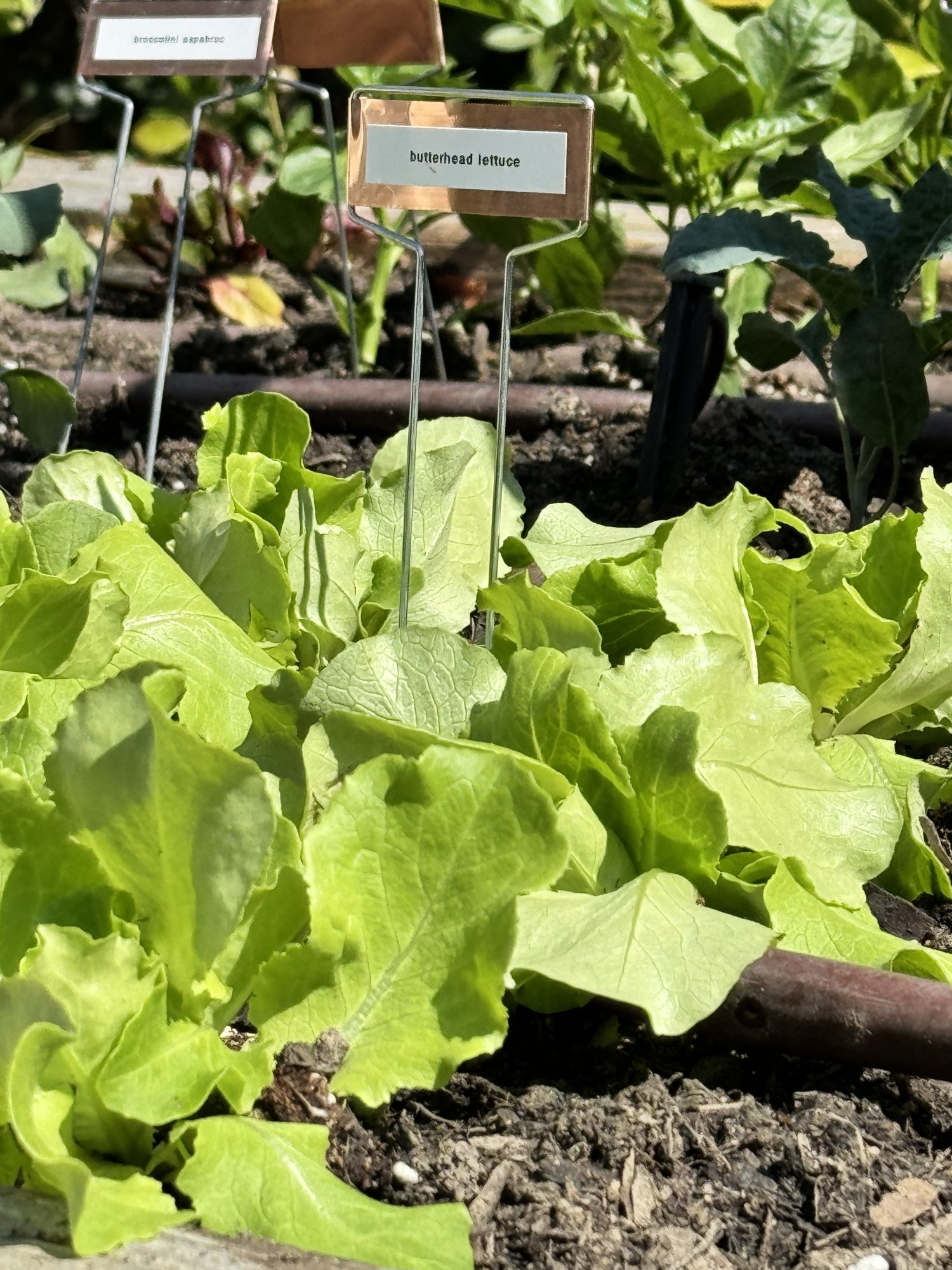 Planting over 300 small vegetable and herb plants in four raised beds for our kitchen garden.