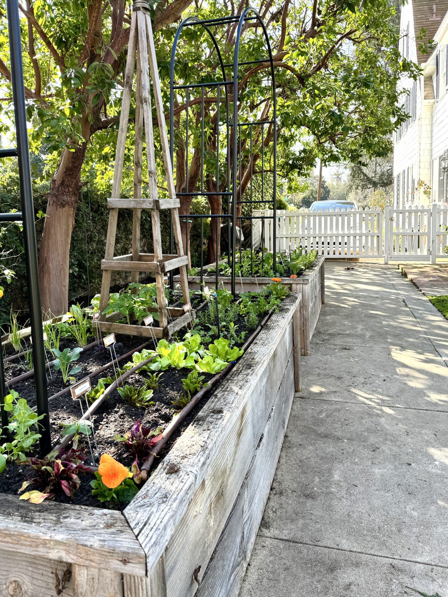 Planting over 300 small vegetable and herb plants in four raised beds for our kitchen garden.
