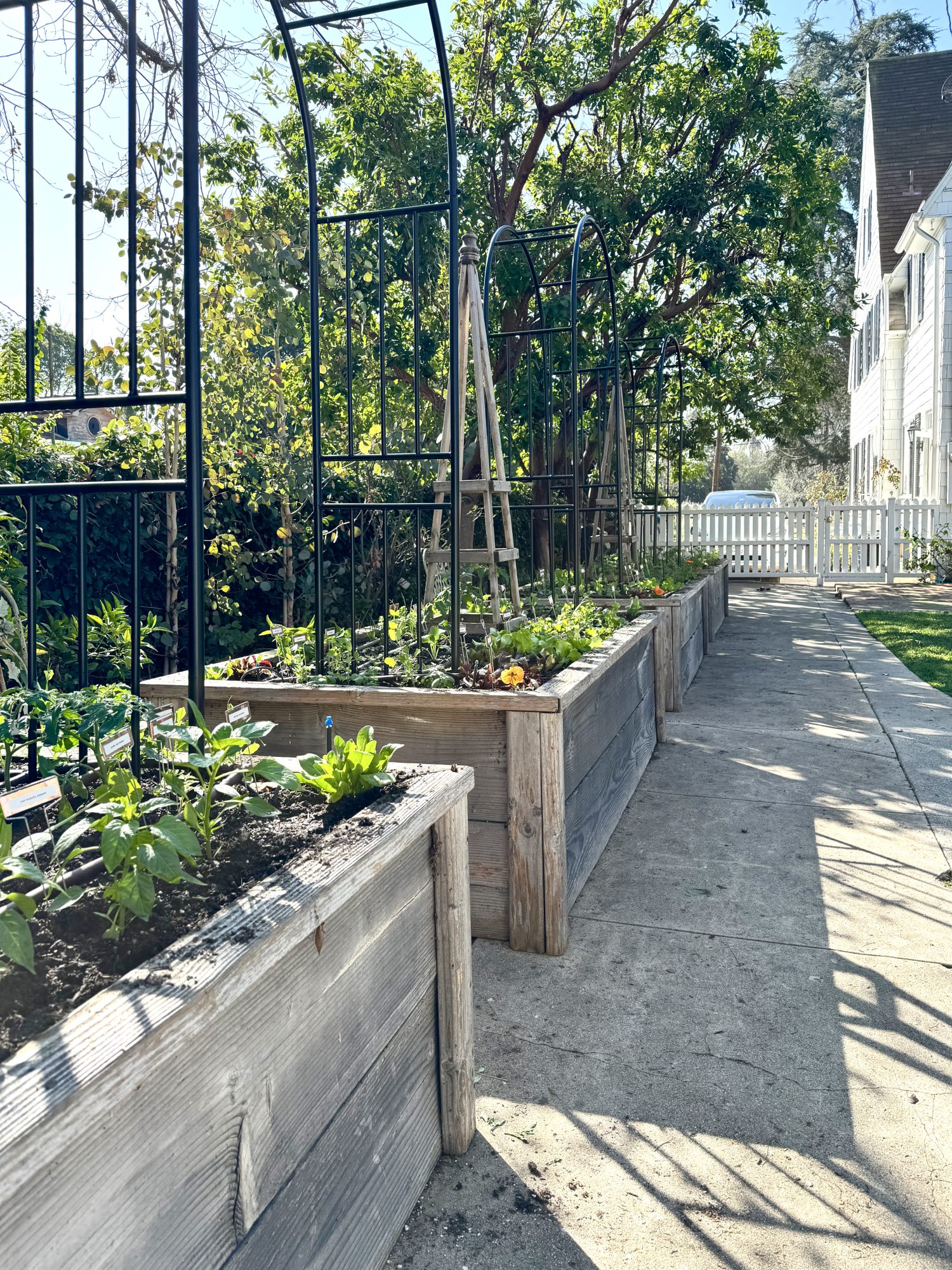 Planting over 300 small vegetable and herb plants in four raised beds for our kitchen garden.