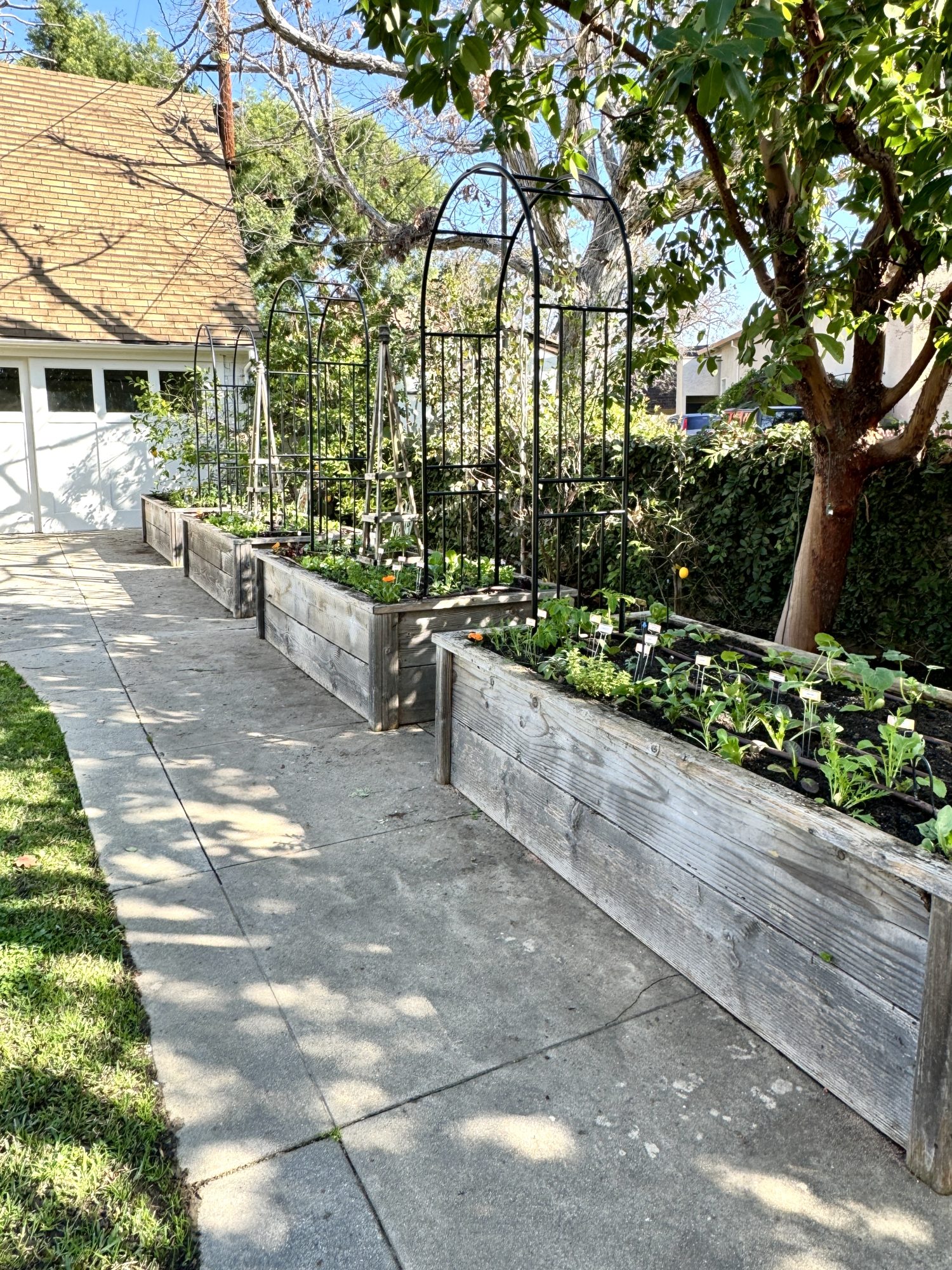 Planting over 300 small vegetable and herb plants in four raised beds for our kitchen garden.
