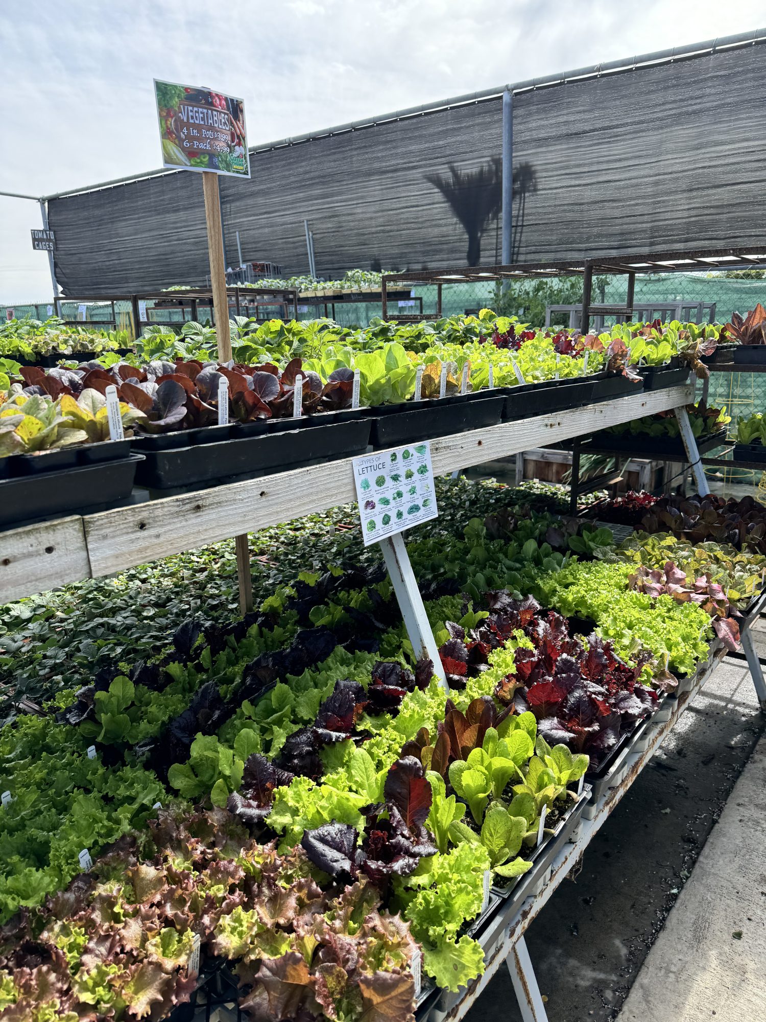 Vegetable and herb plants at the Ventura nursery.